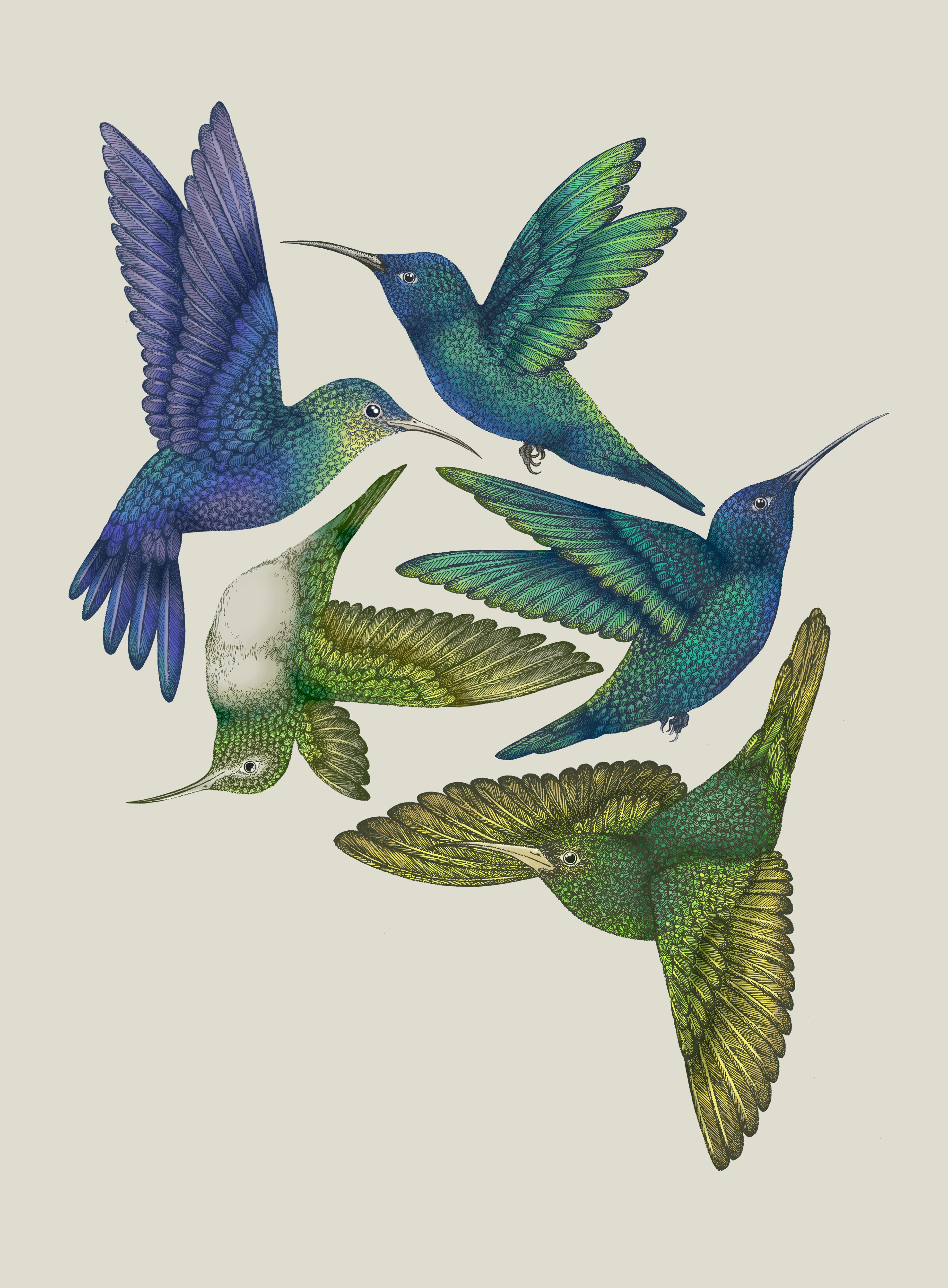 Antique Hummingbirds I Cream' Giclée Print A2 - Limited Edition