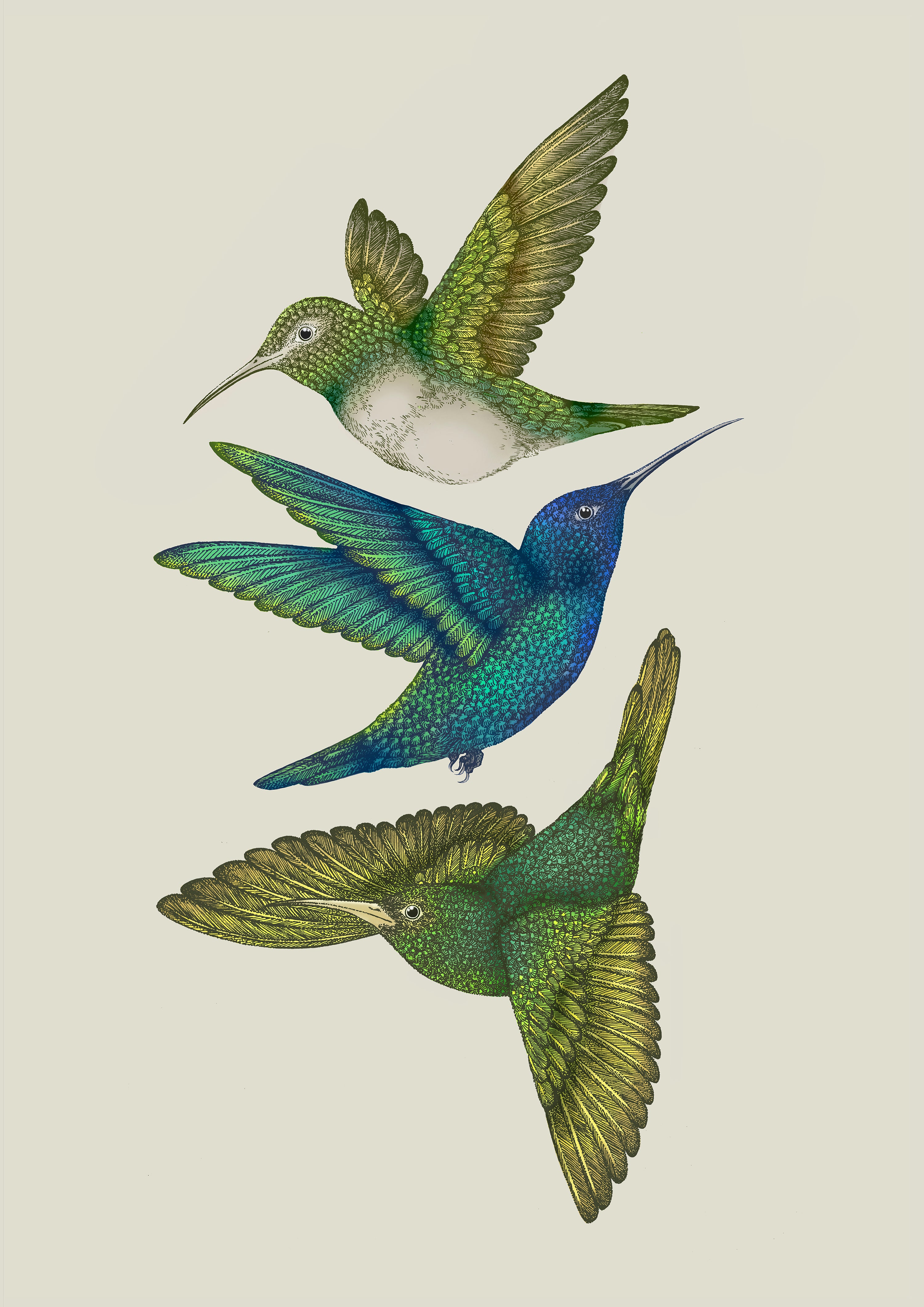 Antique Hummingbirds III Cream' Giclée Print A2 - Limited Edition