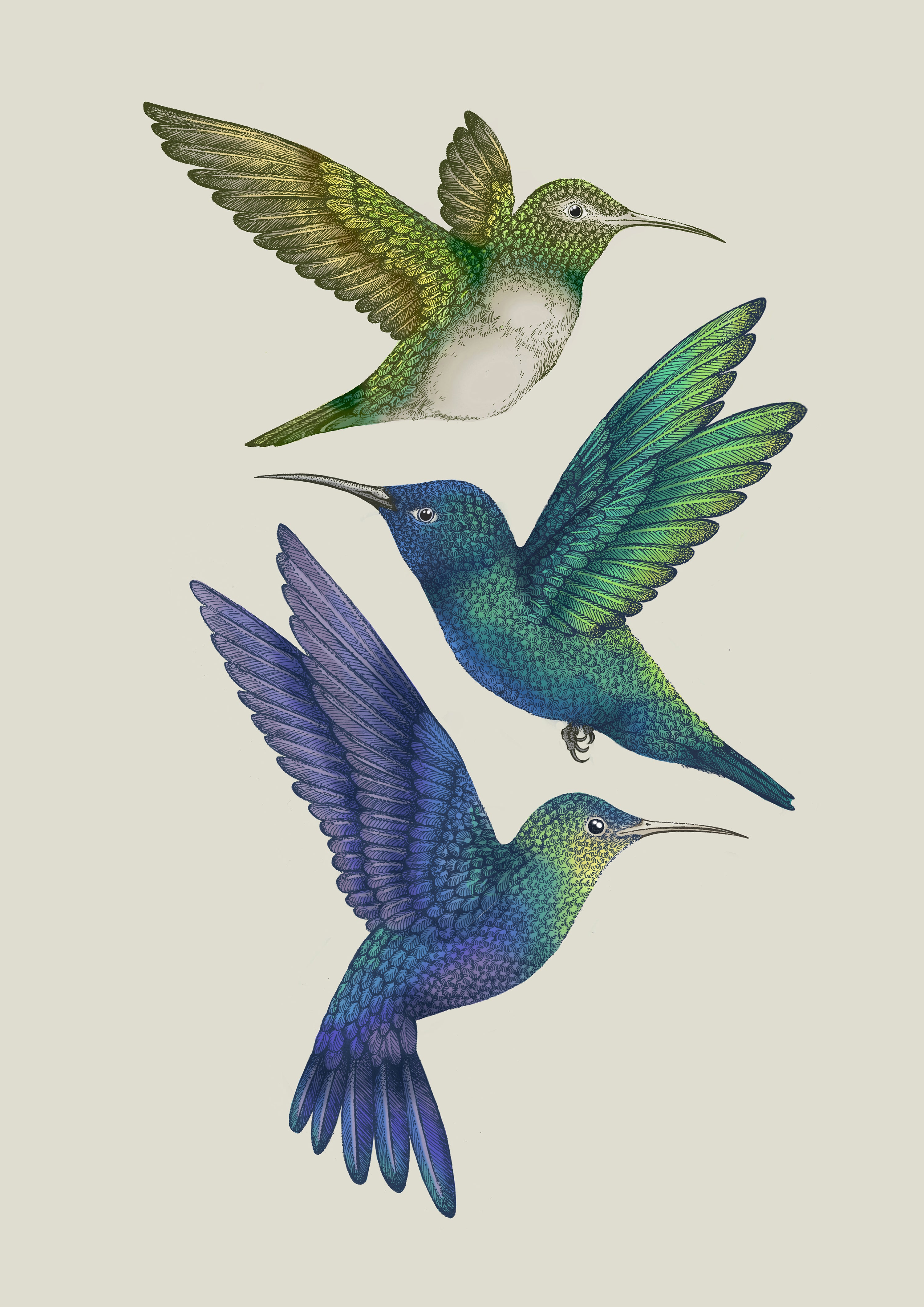 Antique Hummingbirds II Cream' Giclée Print A2 - Limited Edition