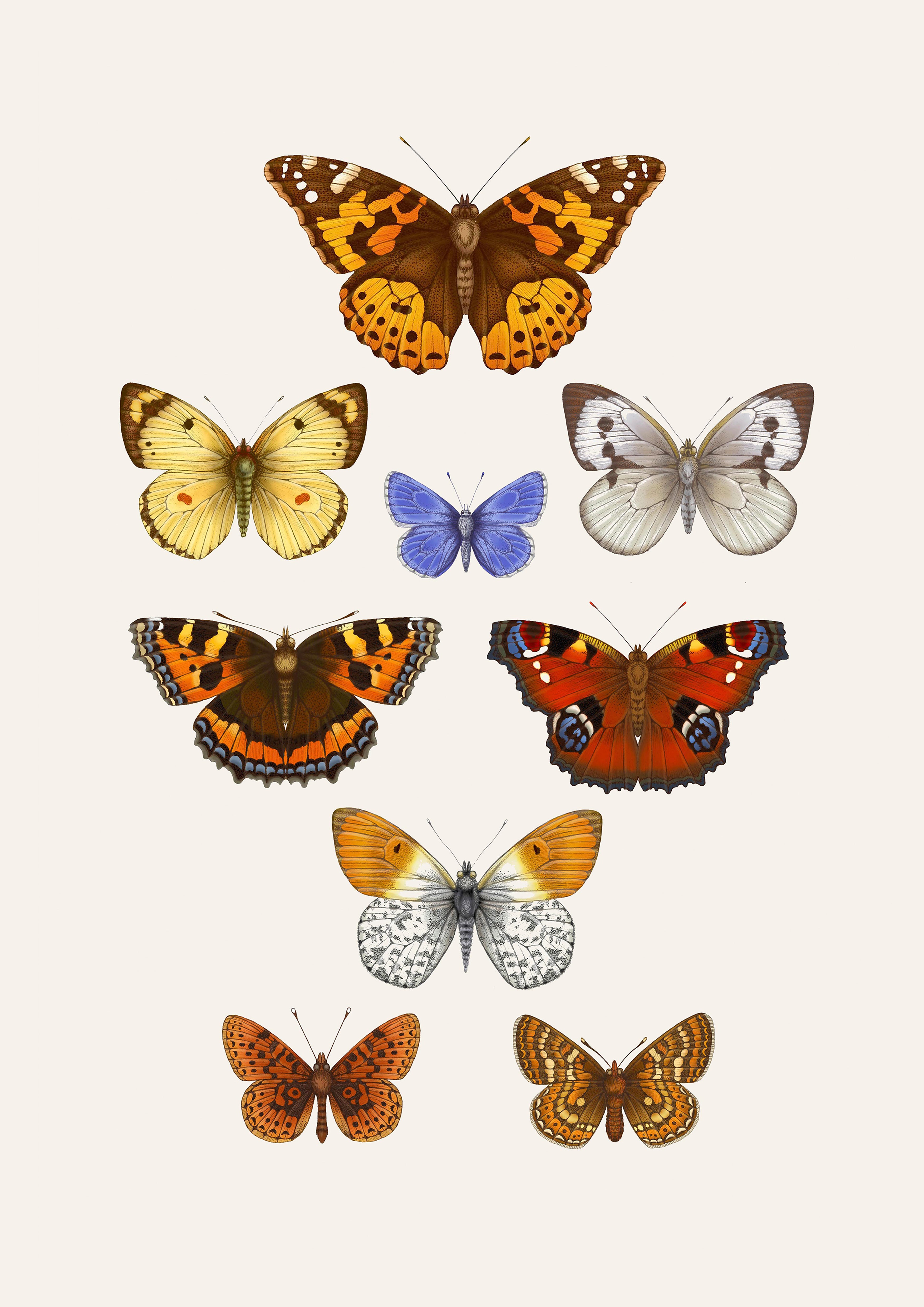'Antique British Butterflies VII' Fine Art Print