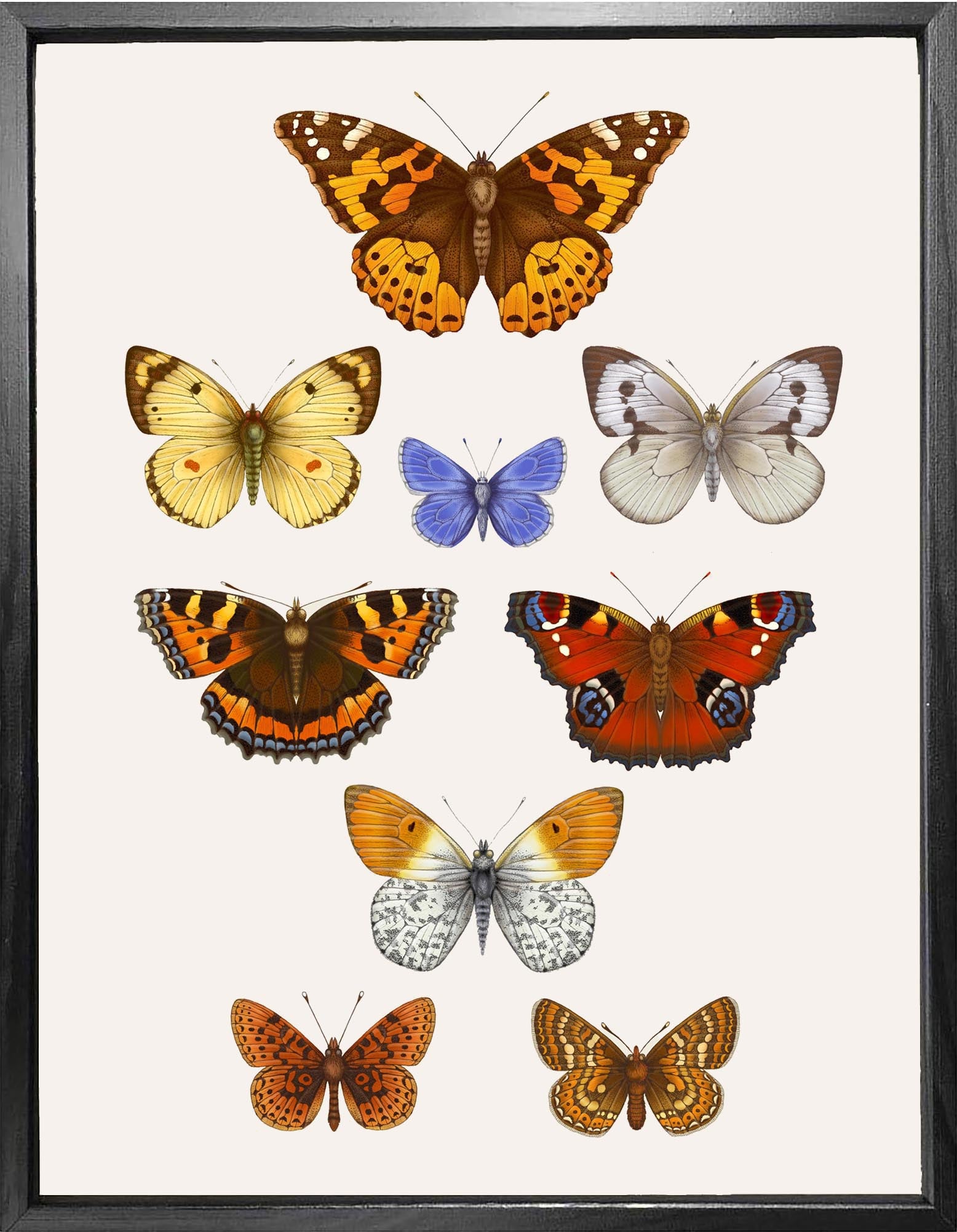'Antique British Butterflies VII' Fine Art Print