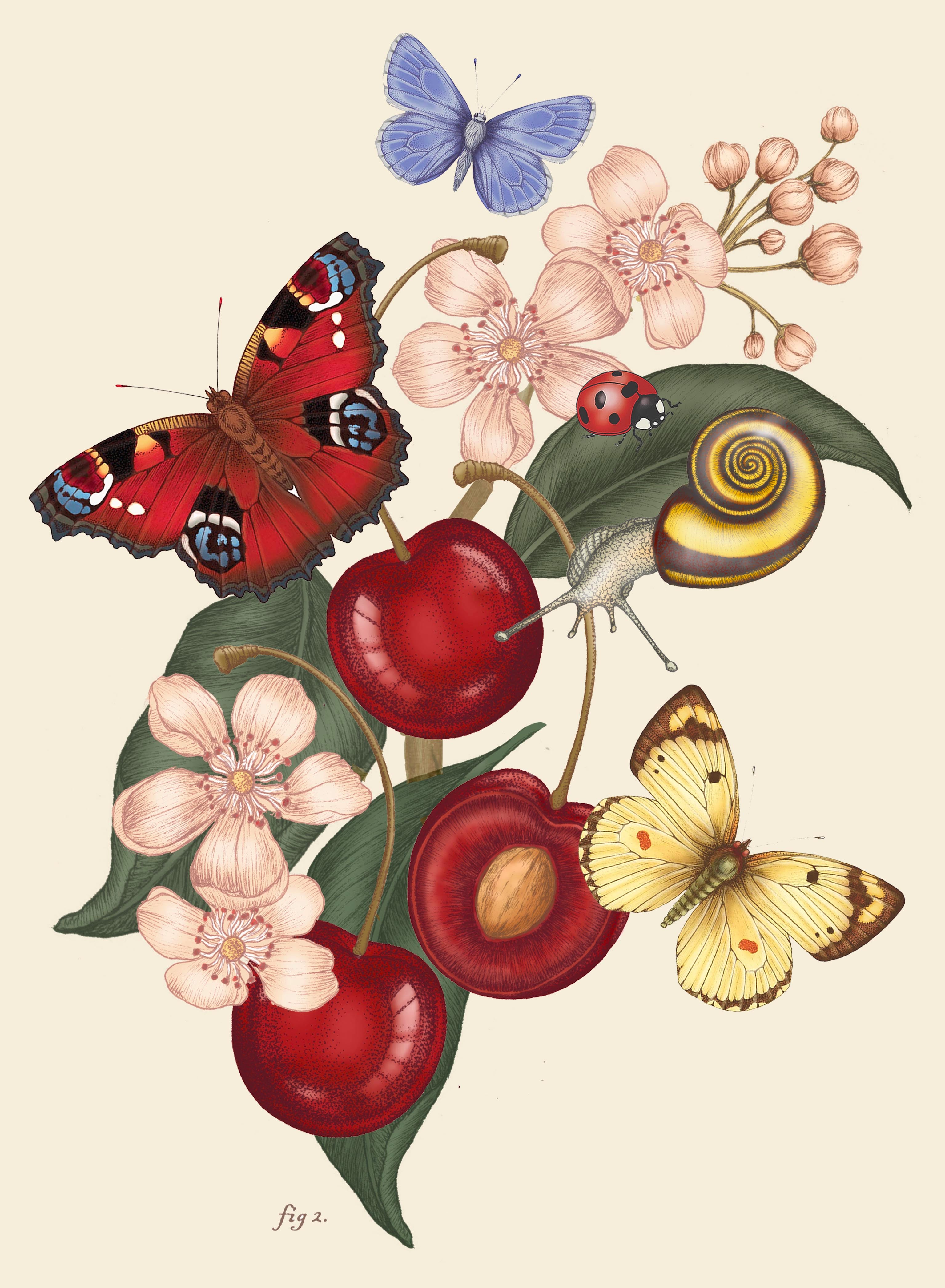 'Cherry Blossom & Peacock Still Life' Fine Art Print