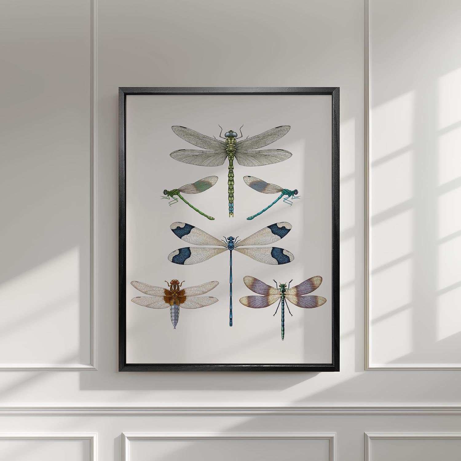 'Dragonflies & Damselflies II' Fine Art Print