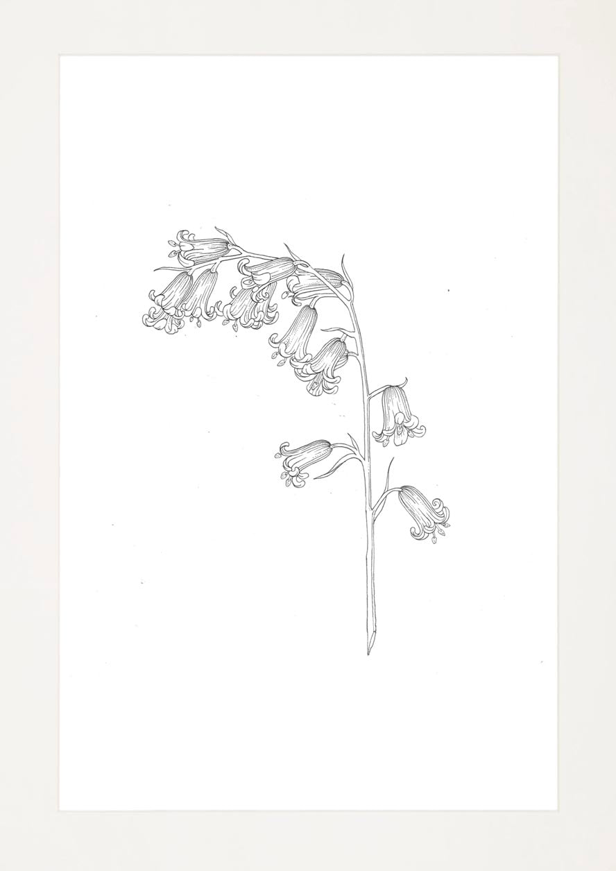 'Bluebells, 2023' | Signed Original A4 Illustration