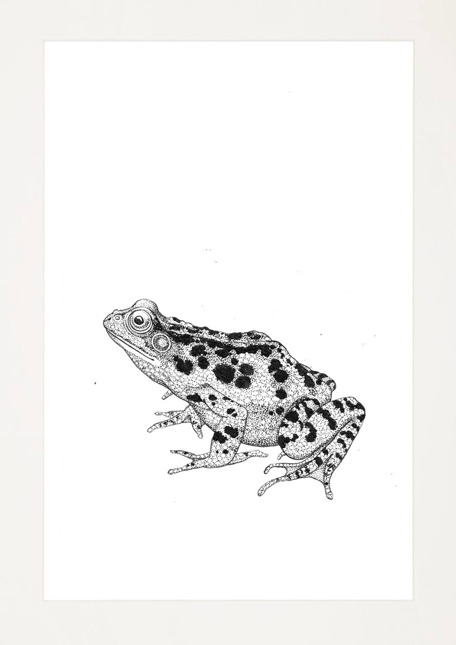 'Frog, 2023' | Signed Original A4 Illustration