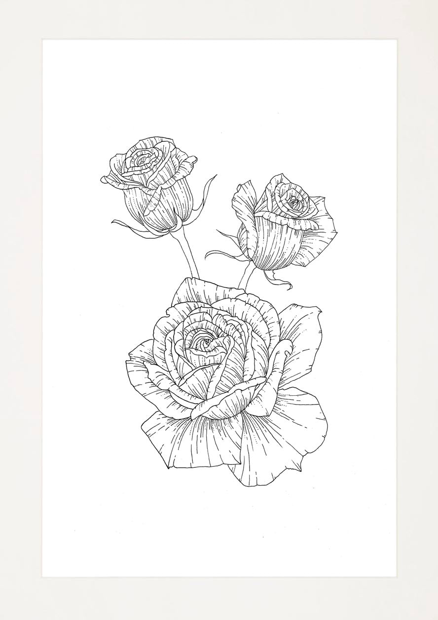 'Roses, 2023' | Signed Original A4 Illustration