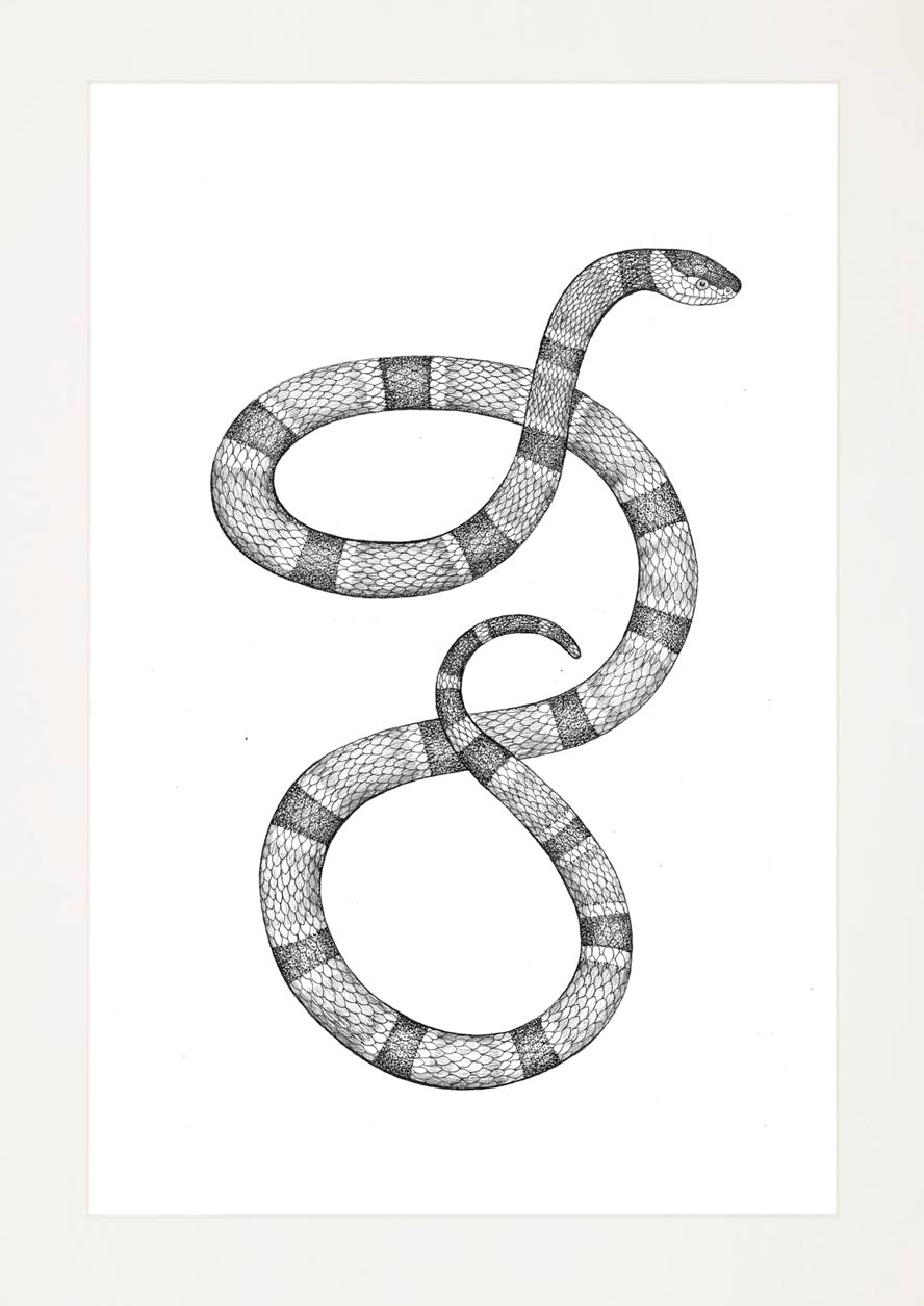 'Milk Snake, 2024' | Signed Original A4 Illustration