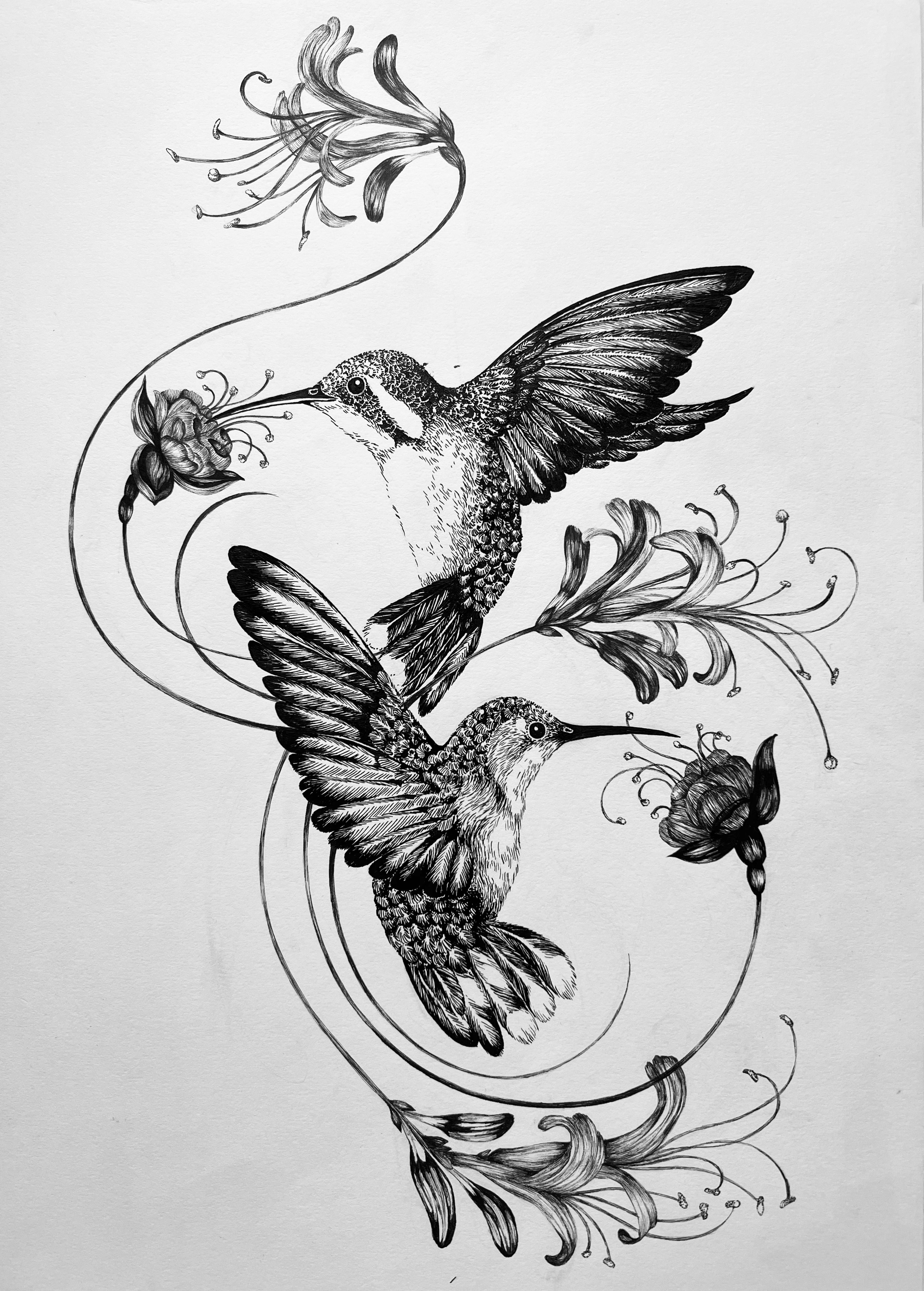 'Hummingbirds & Honeysuckle, 2015' | Signed Original A3 Illustration