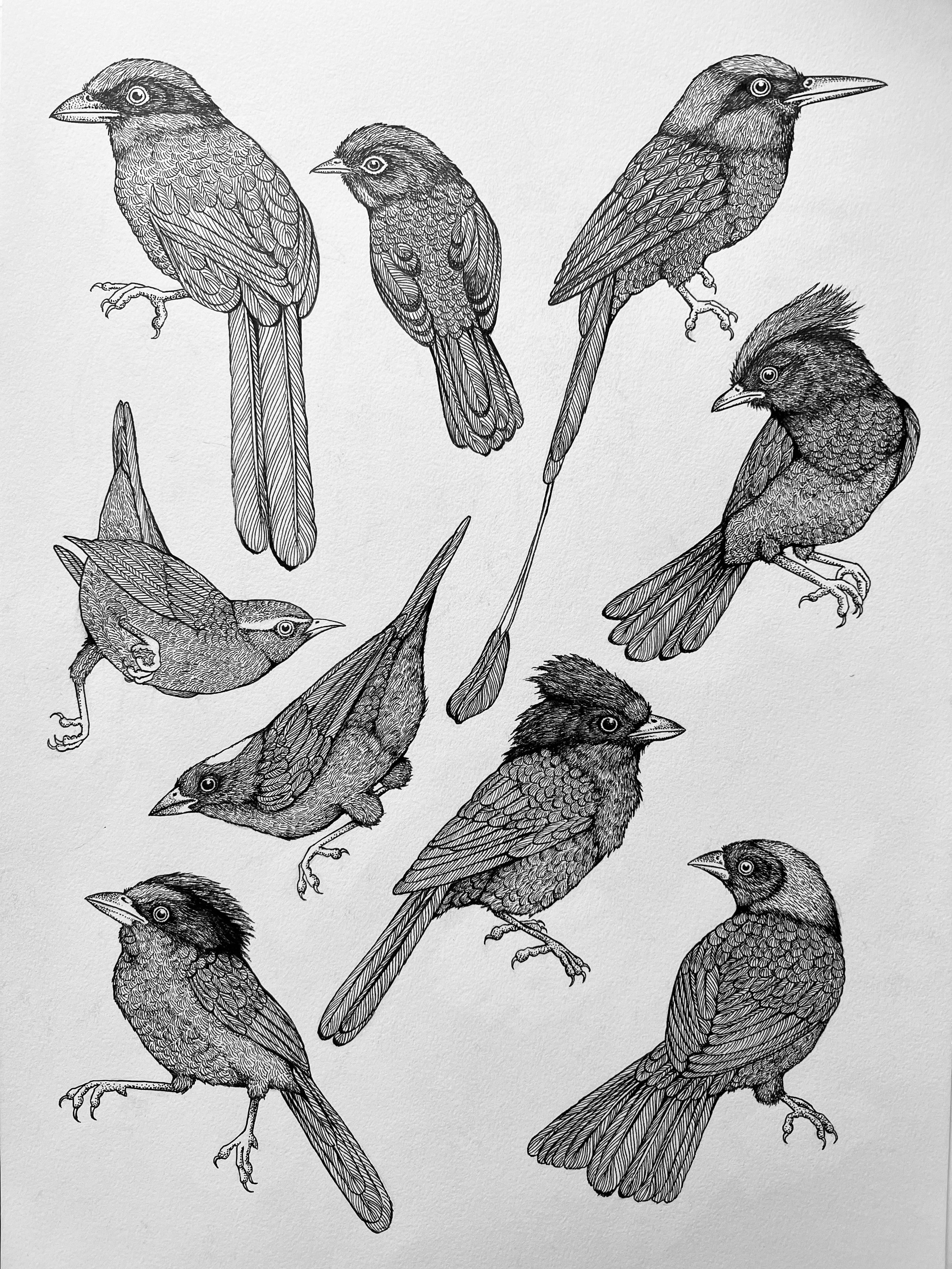 'Tropical Birds, 2023' | Signed Original A3 Illustration