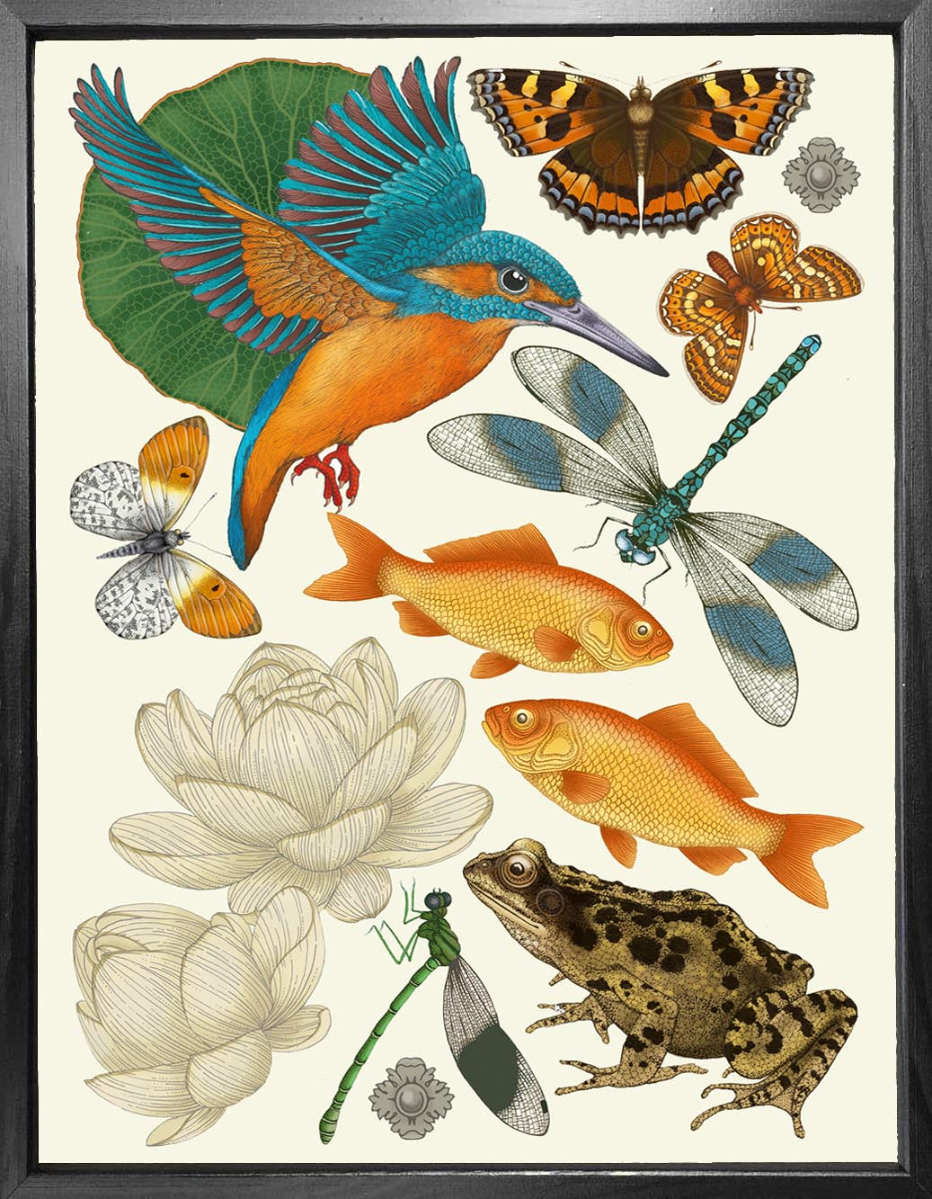 'Frog & Kingfisher' Fine Art Print