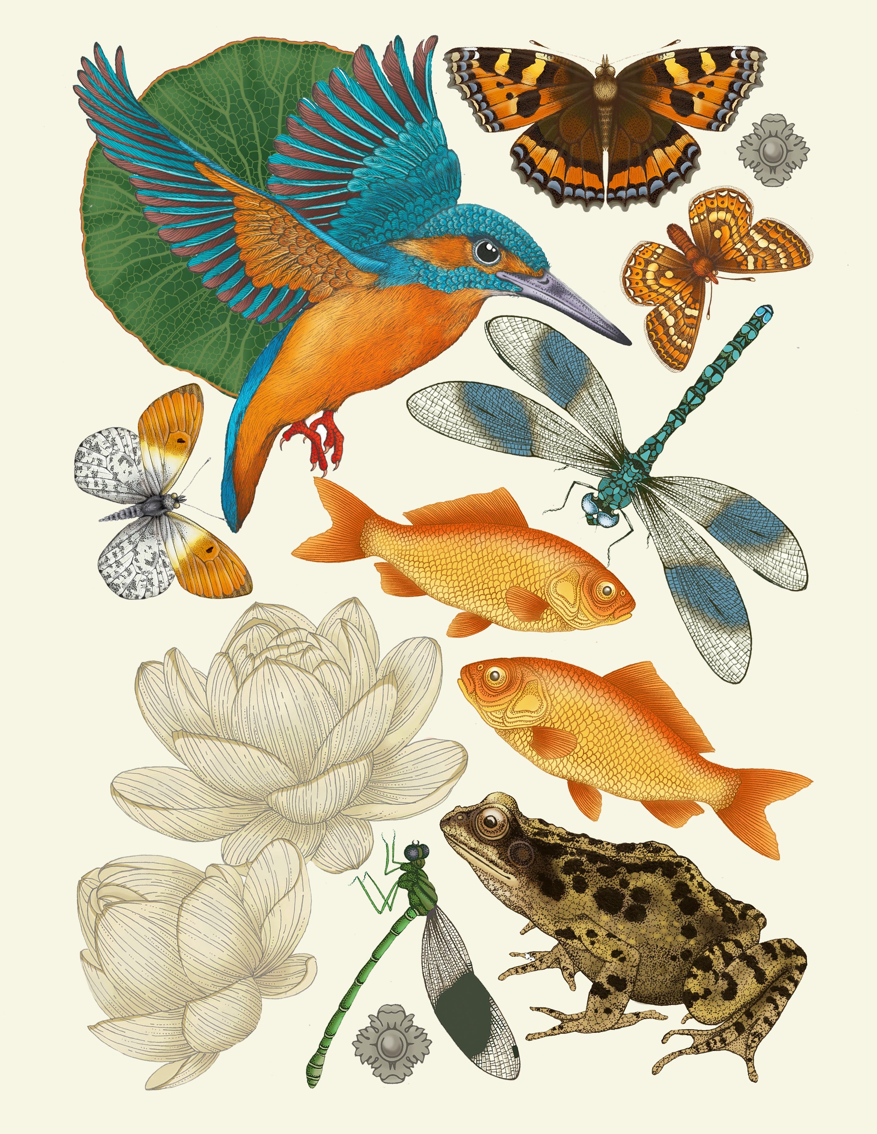 'Frog & Kingfisher' Fine Art Print