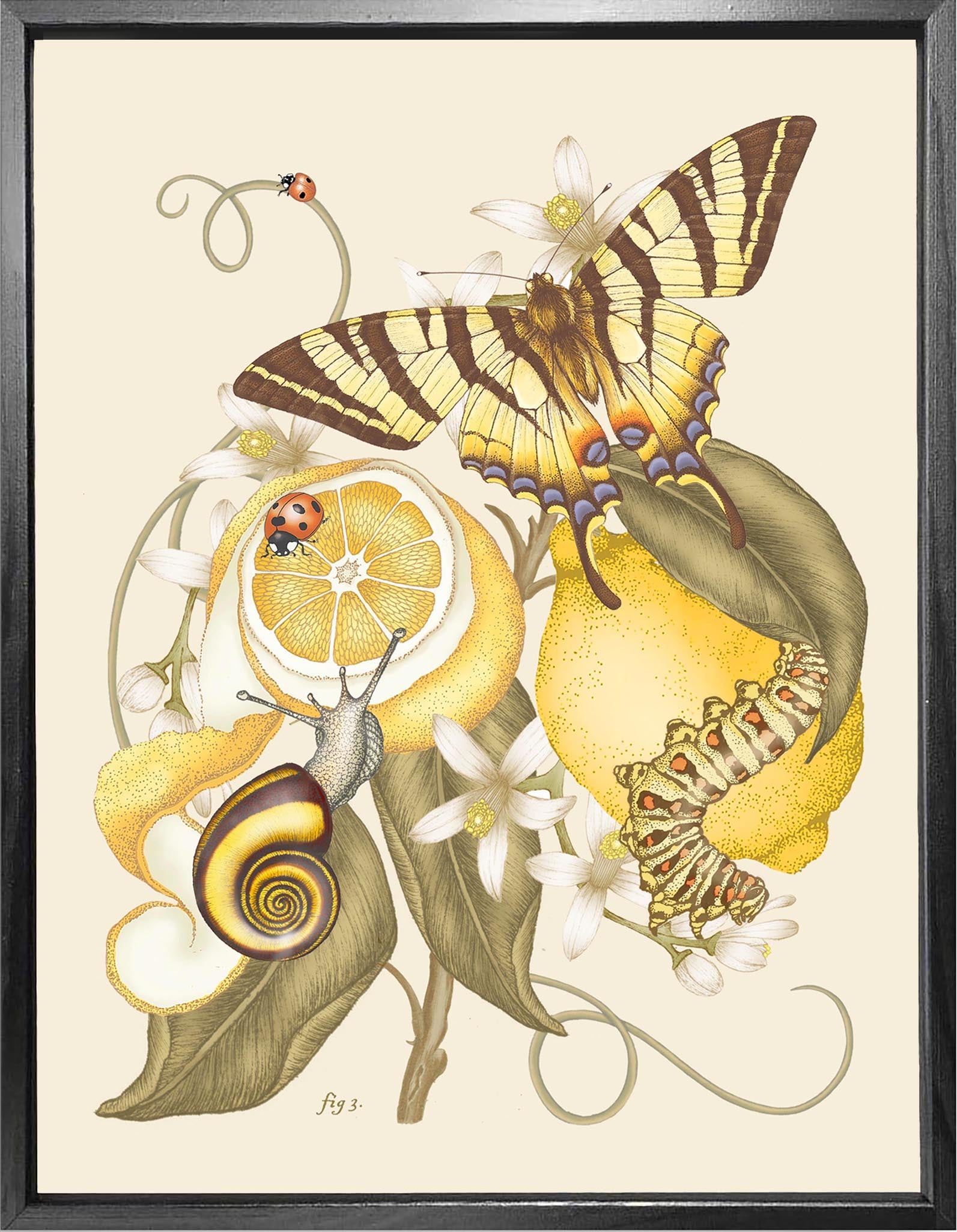 'Lemon & Swallowtail' Fine Art Print