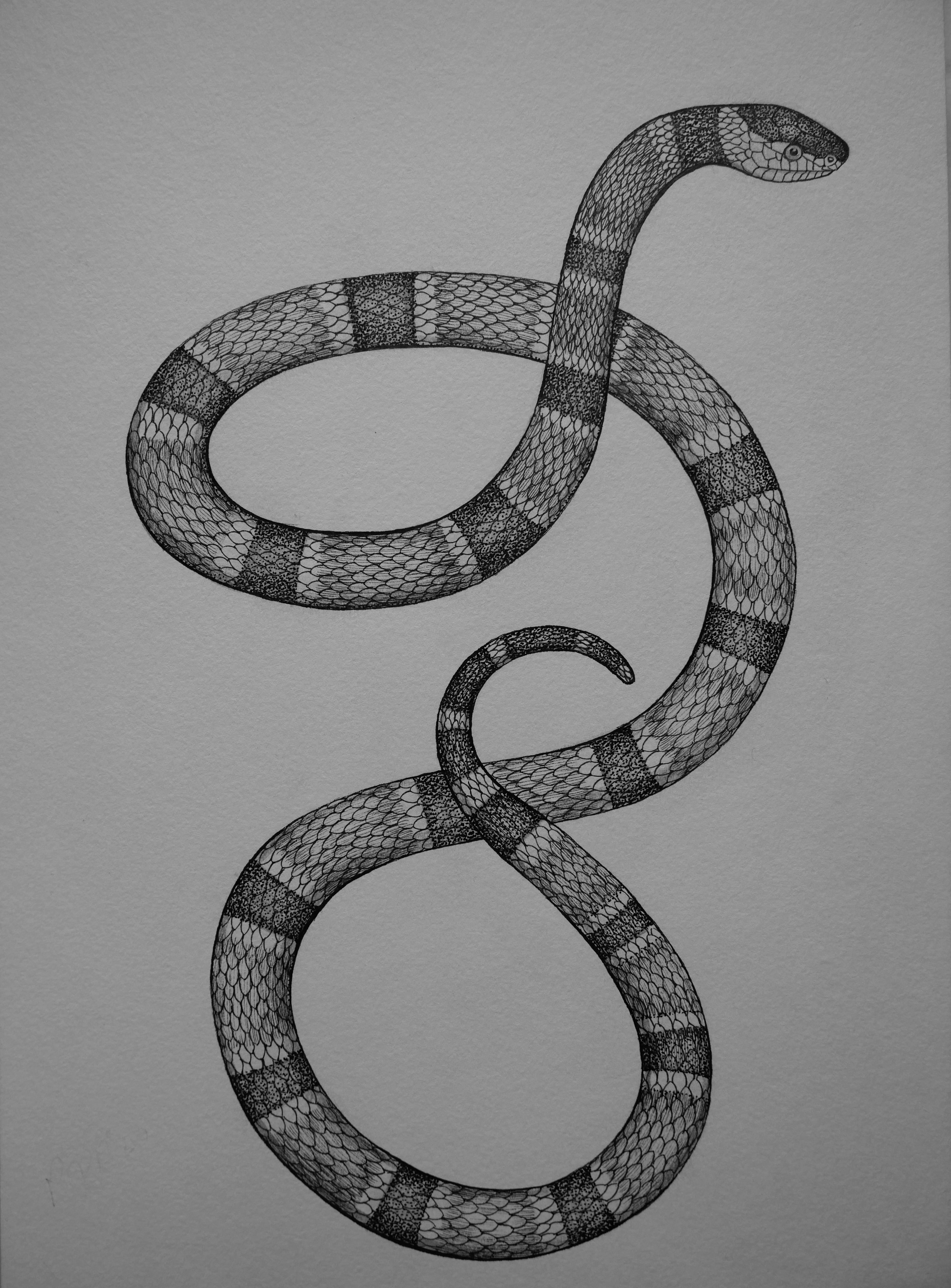 'Milk Snake, 2024' | Signed Original A4 Illustration