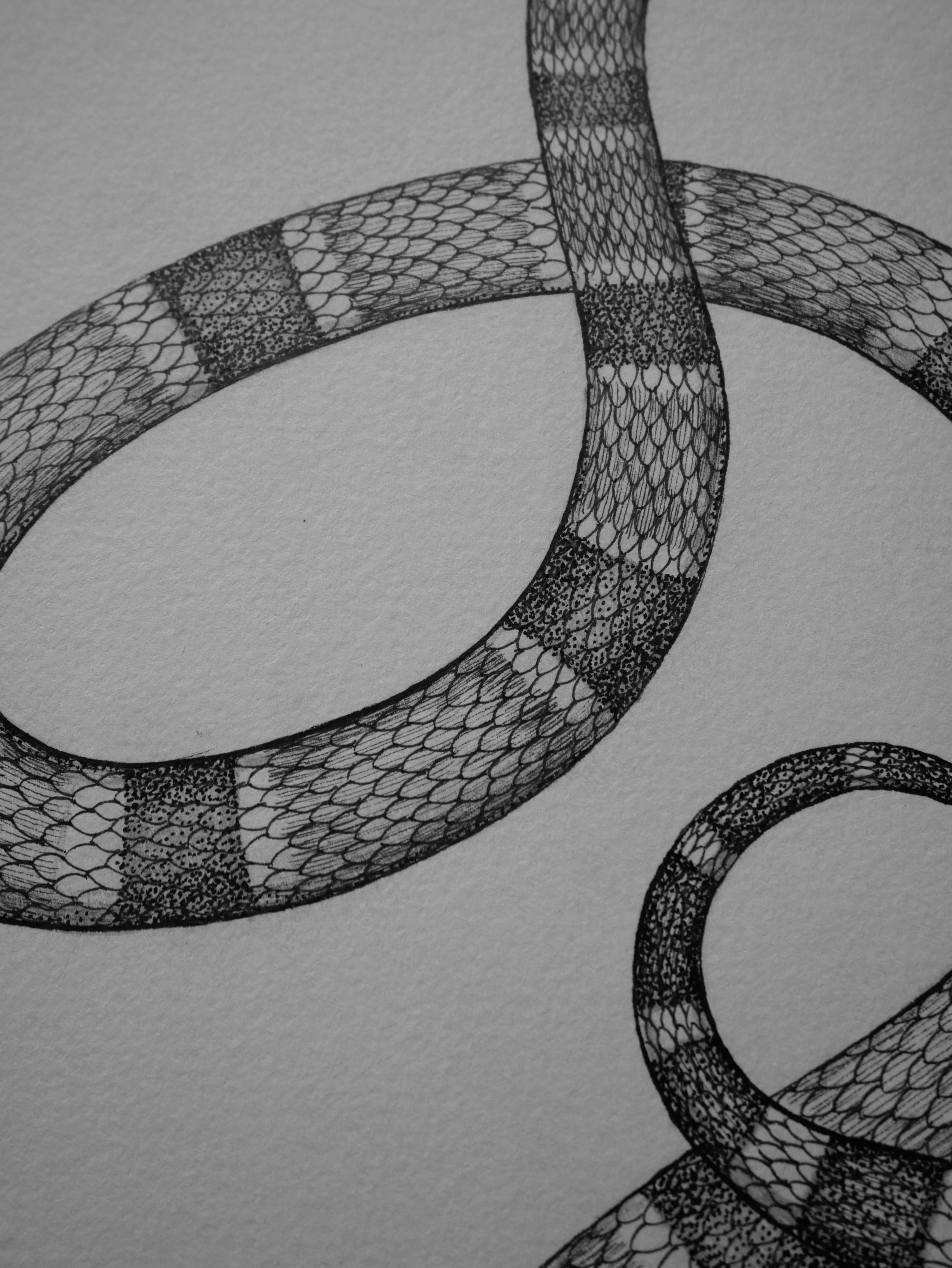 'Milk Snake, 2024' | Signed Original A4 Illustration