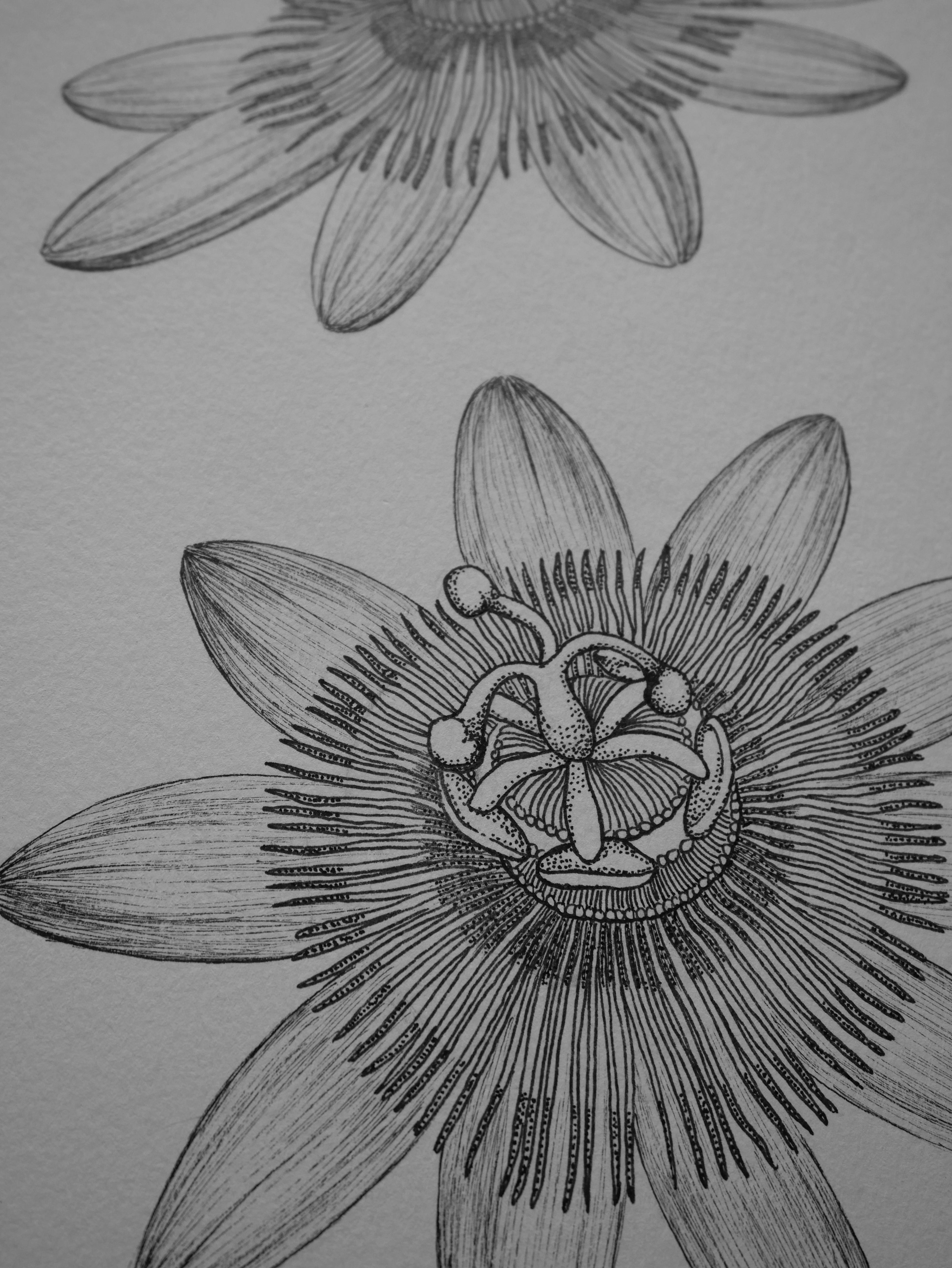 'Passion Flower, 2024' | Signed Original A4 Illustration