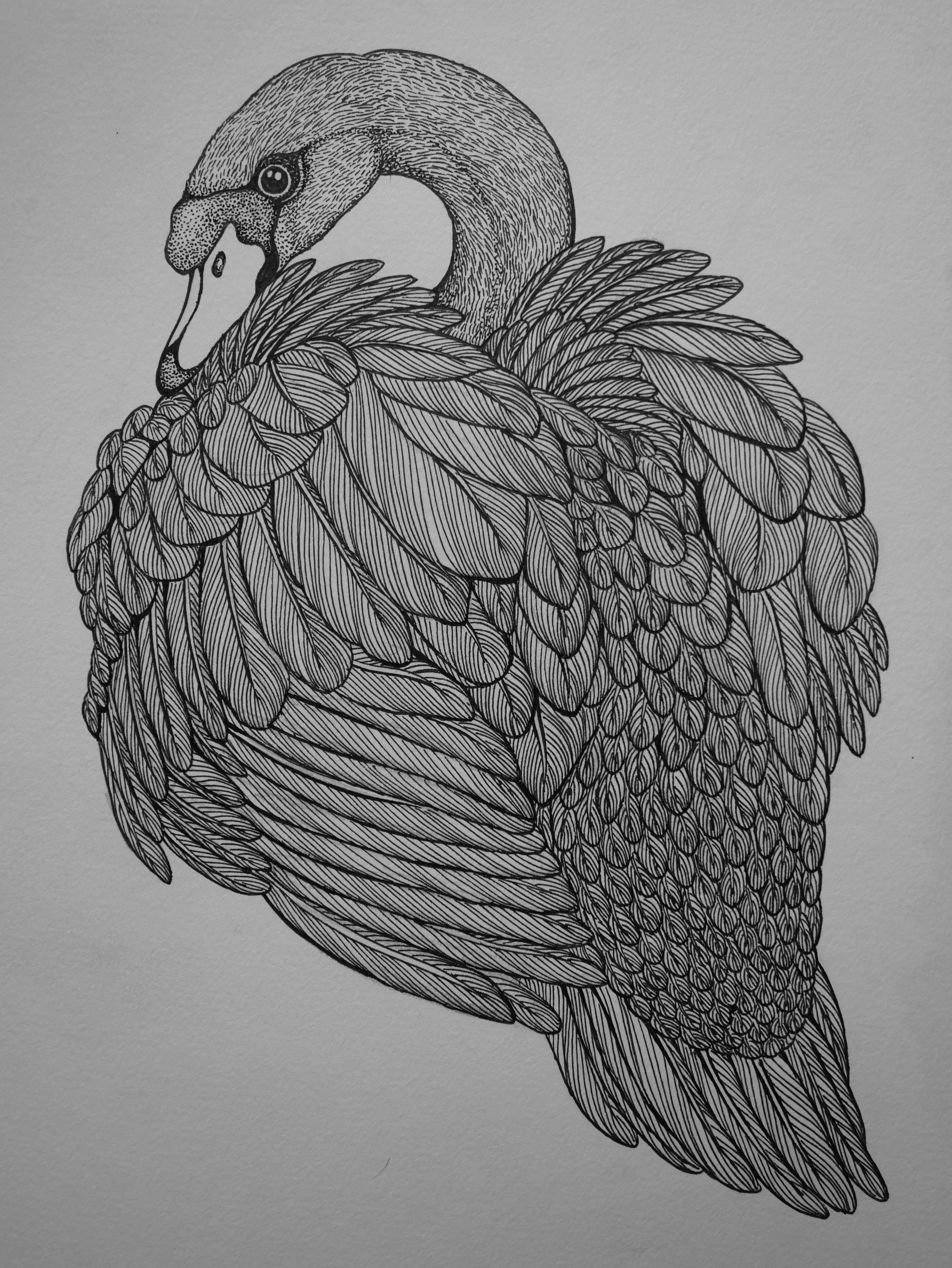 'Swan, 2023' | Signed Original A4 Illustration
