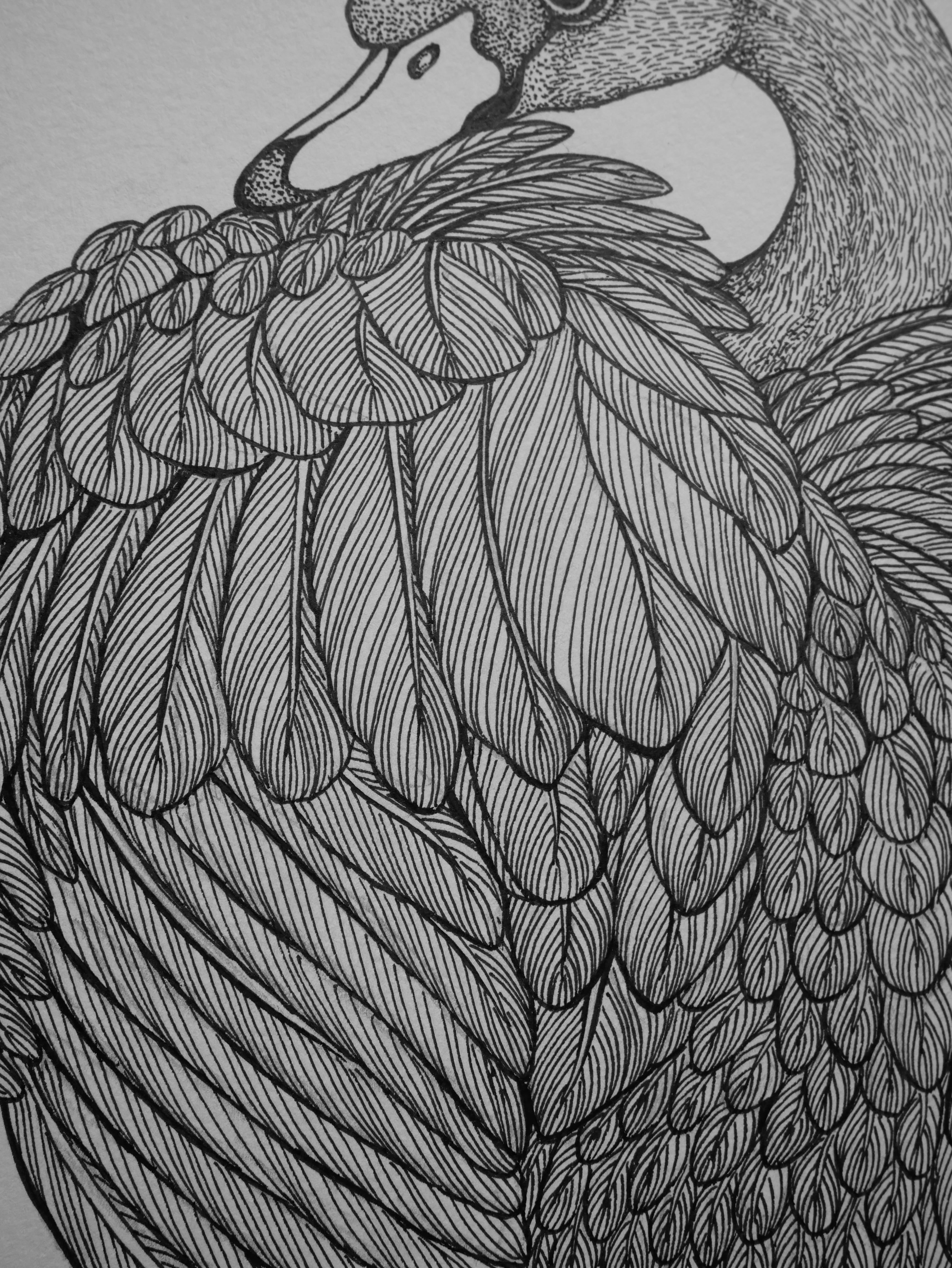 'Swan, 2023' | Signed Original A4 Illustration