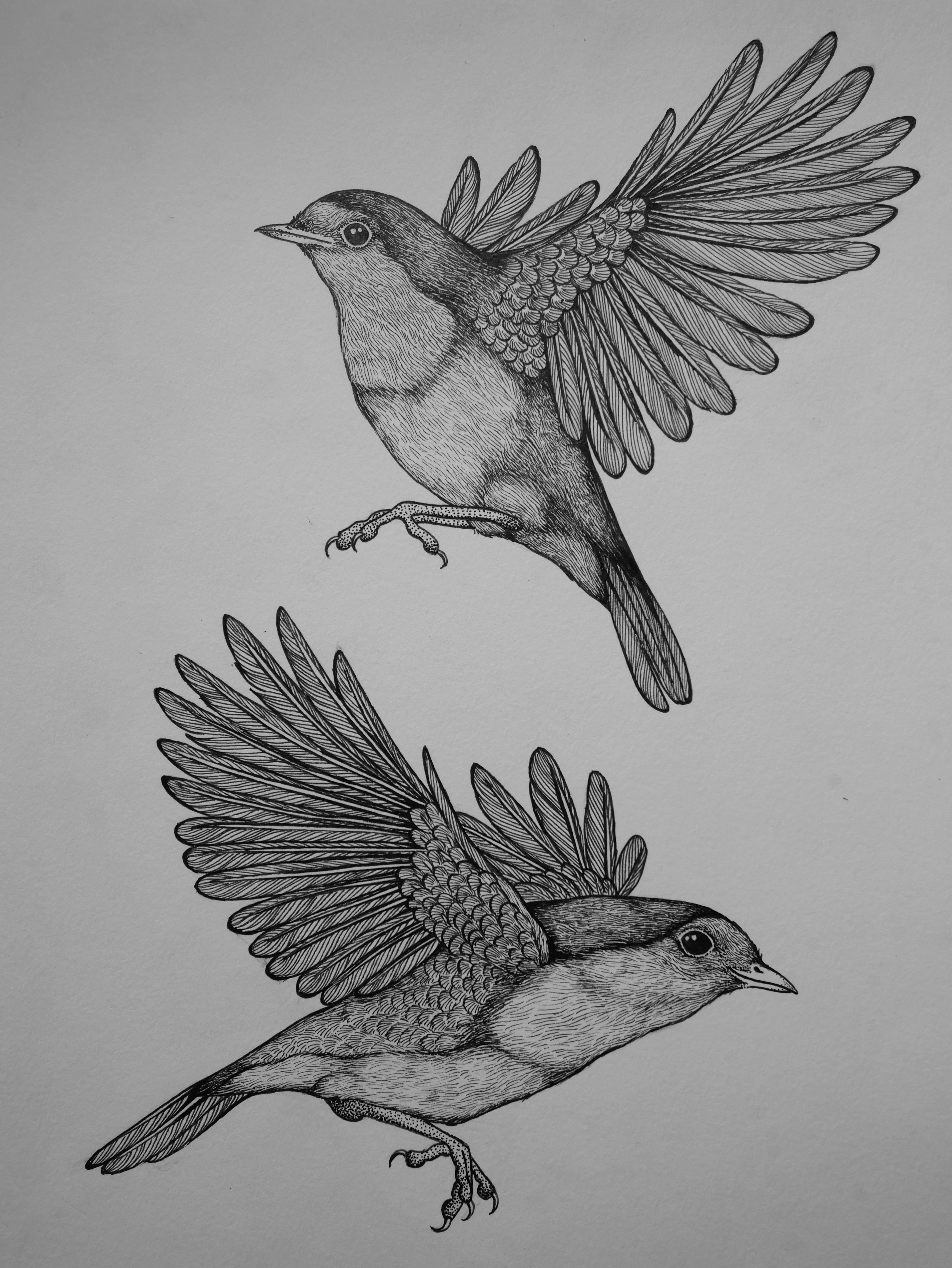 'Robins, 2023' | Signed Original A4 Illustration