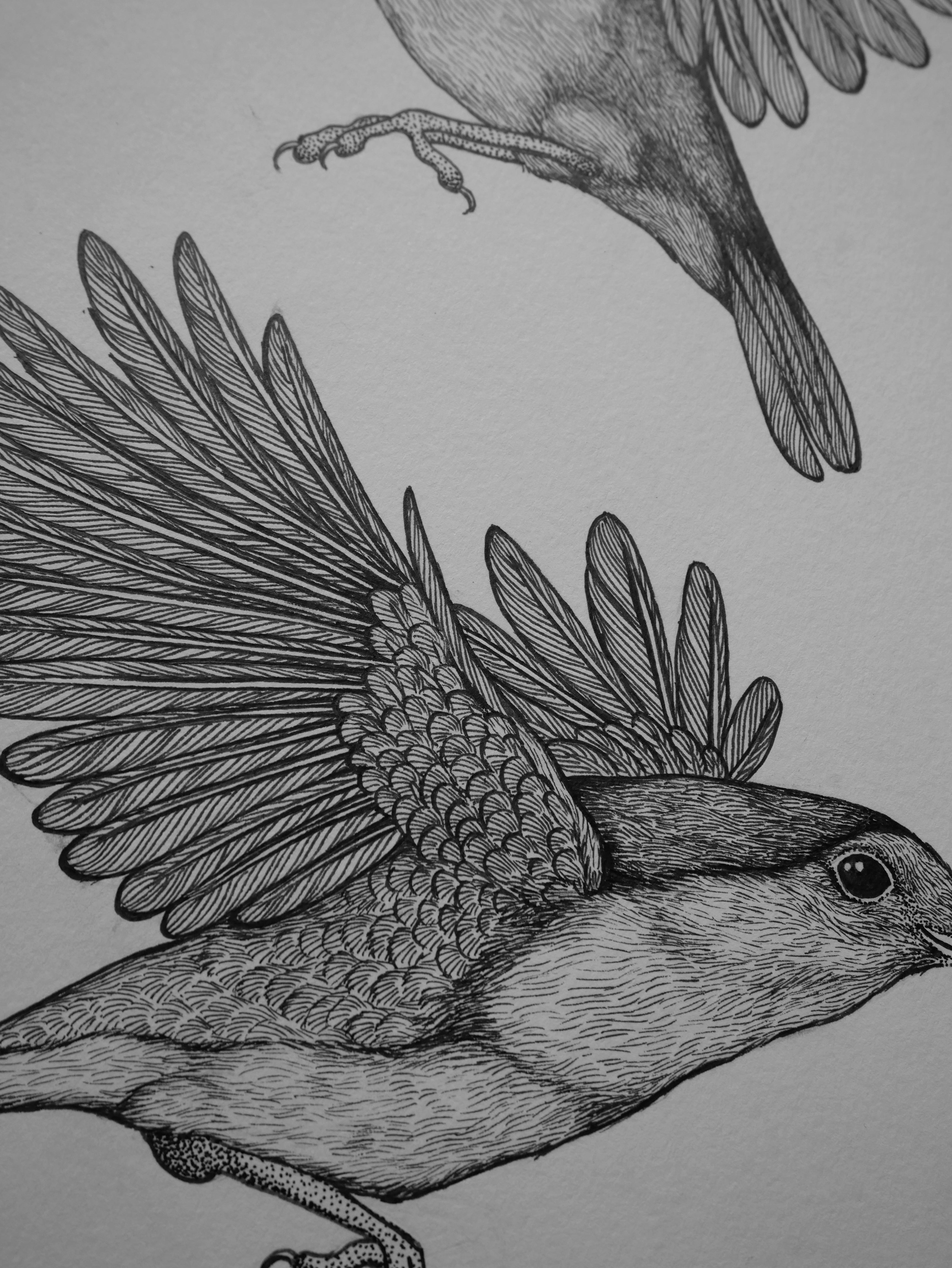 'Robins, 2023' | Signed Original A4 Illustration