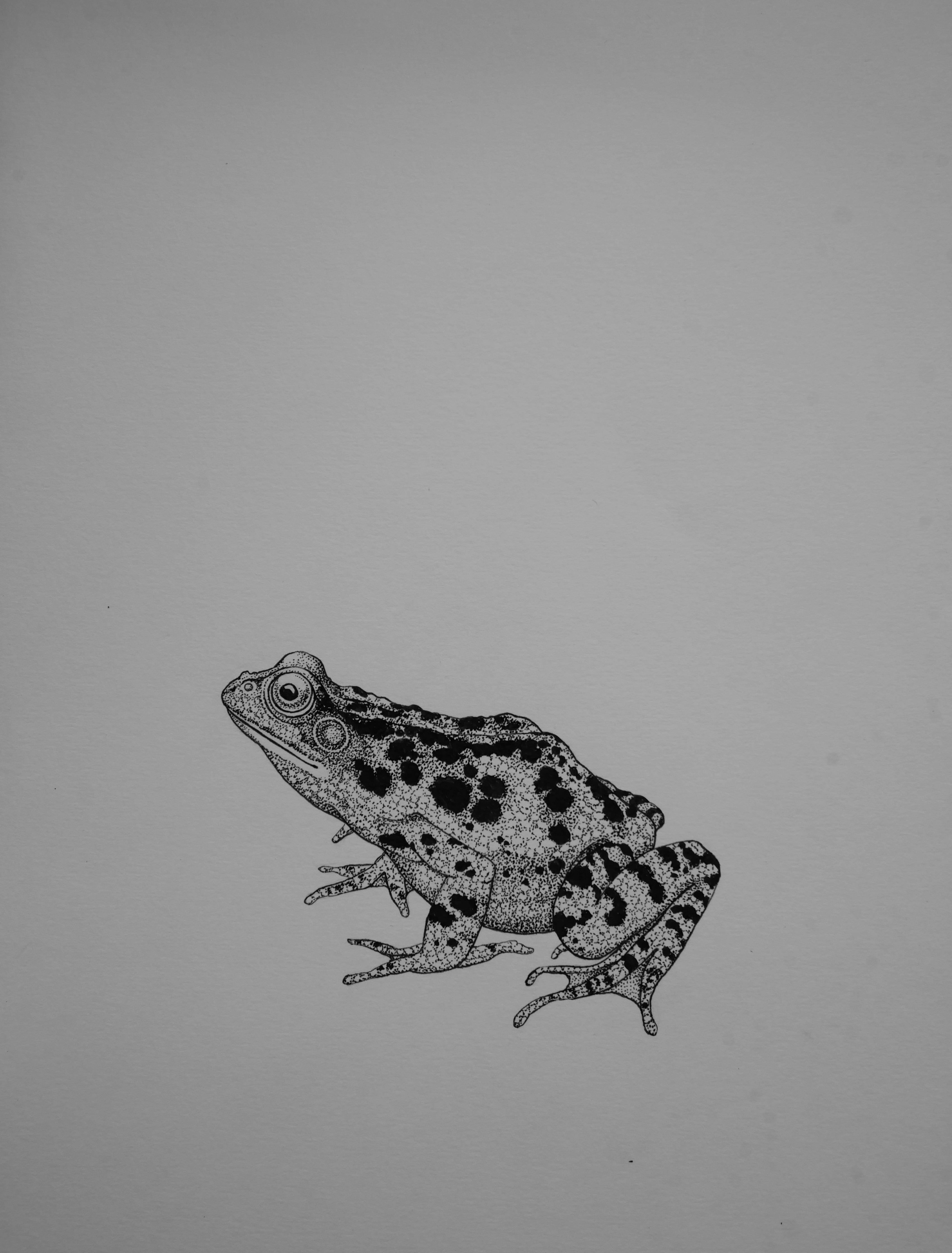 'Frog, 2023' | Signed Original A4 Illustration