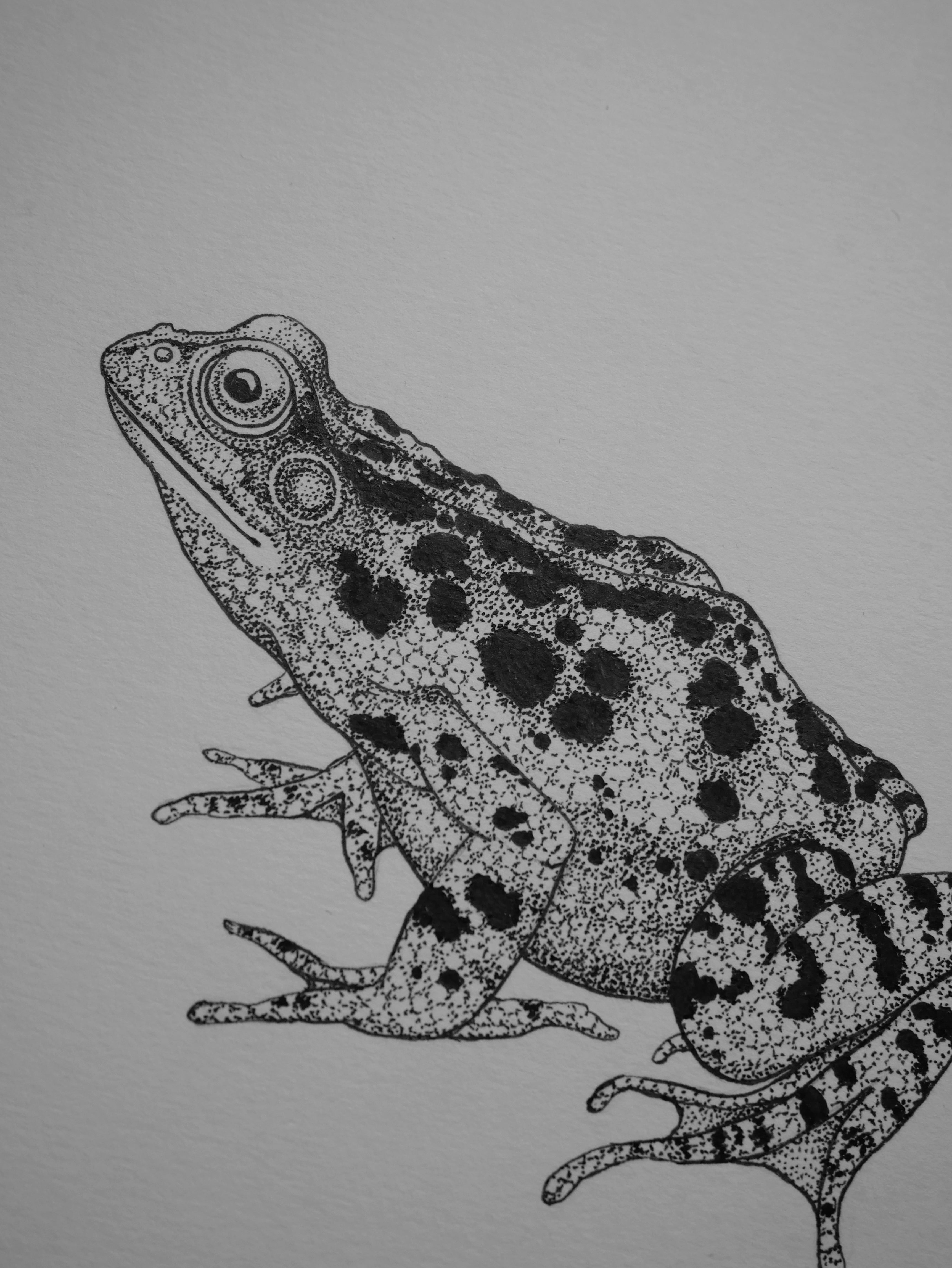 'Frog, 2023' | Signed Original A4 Illustration