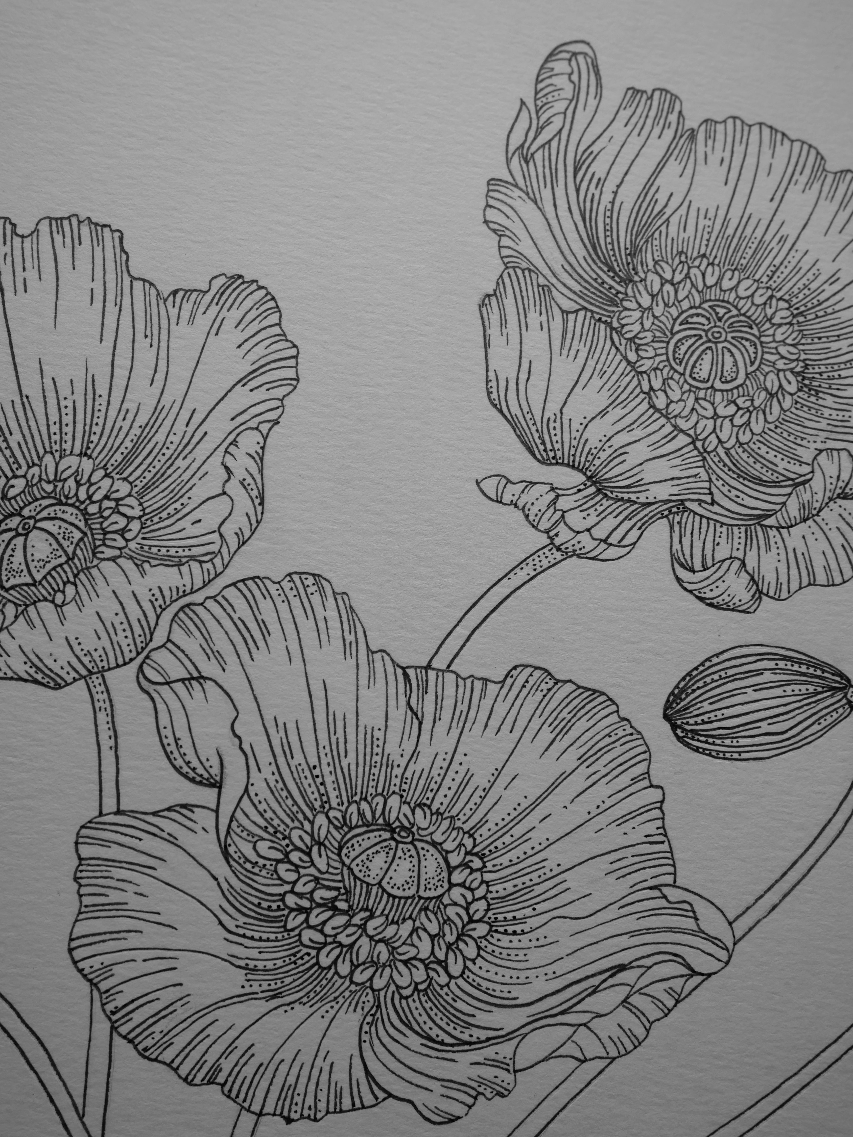 'Poppies, 2023' | Signed Original A4 Illustration