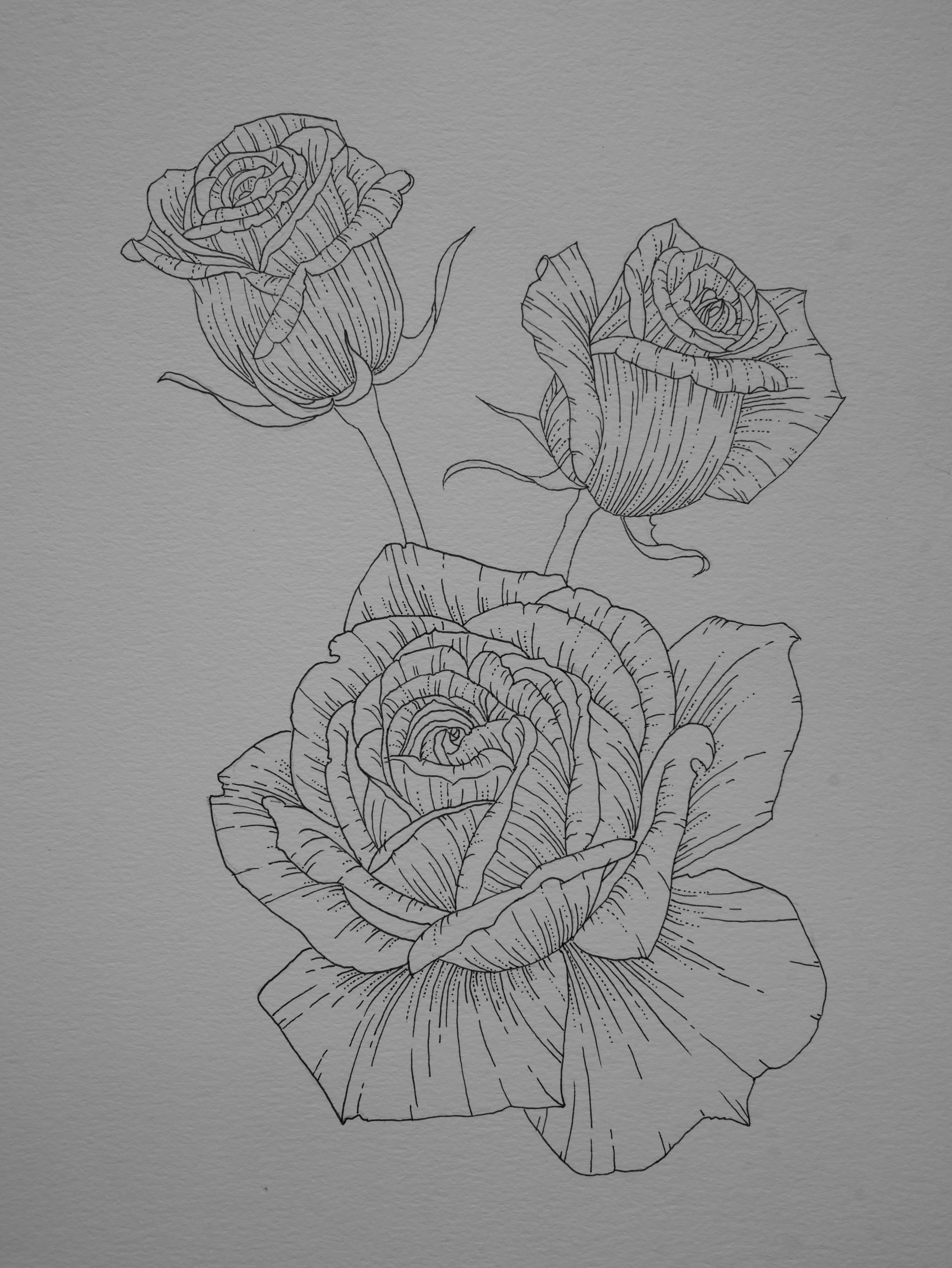 'Roses, 2023' | Signed Original A4 Illustration