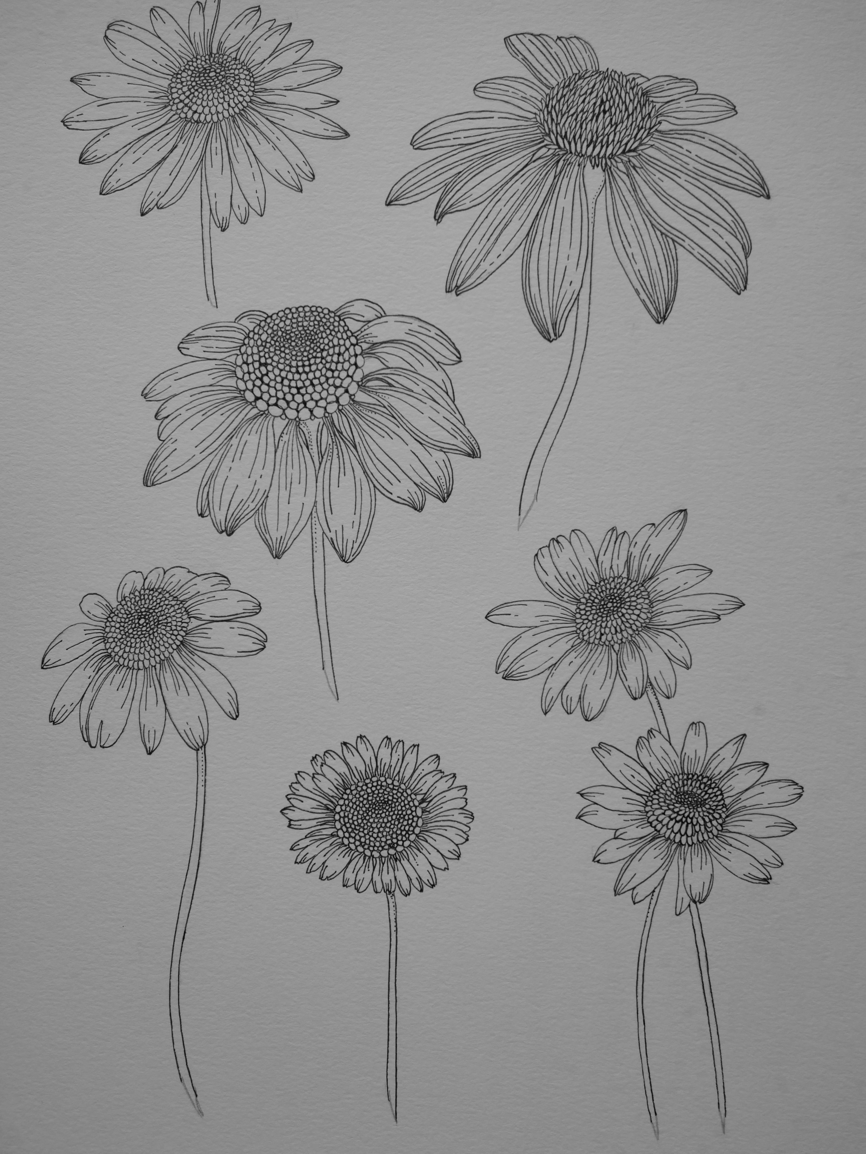 'Daisies, 2023' | Signed Original A4 Illustration