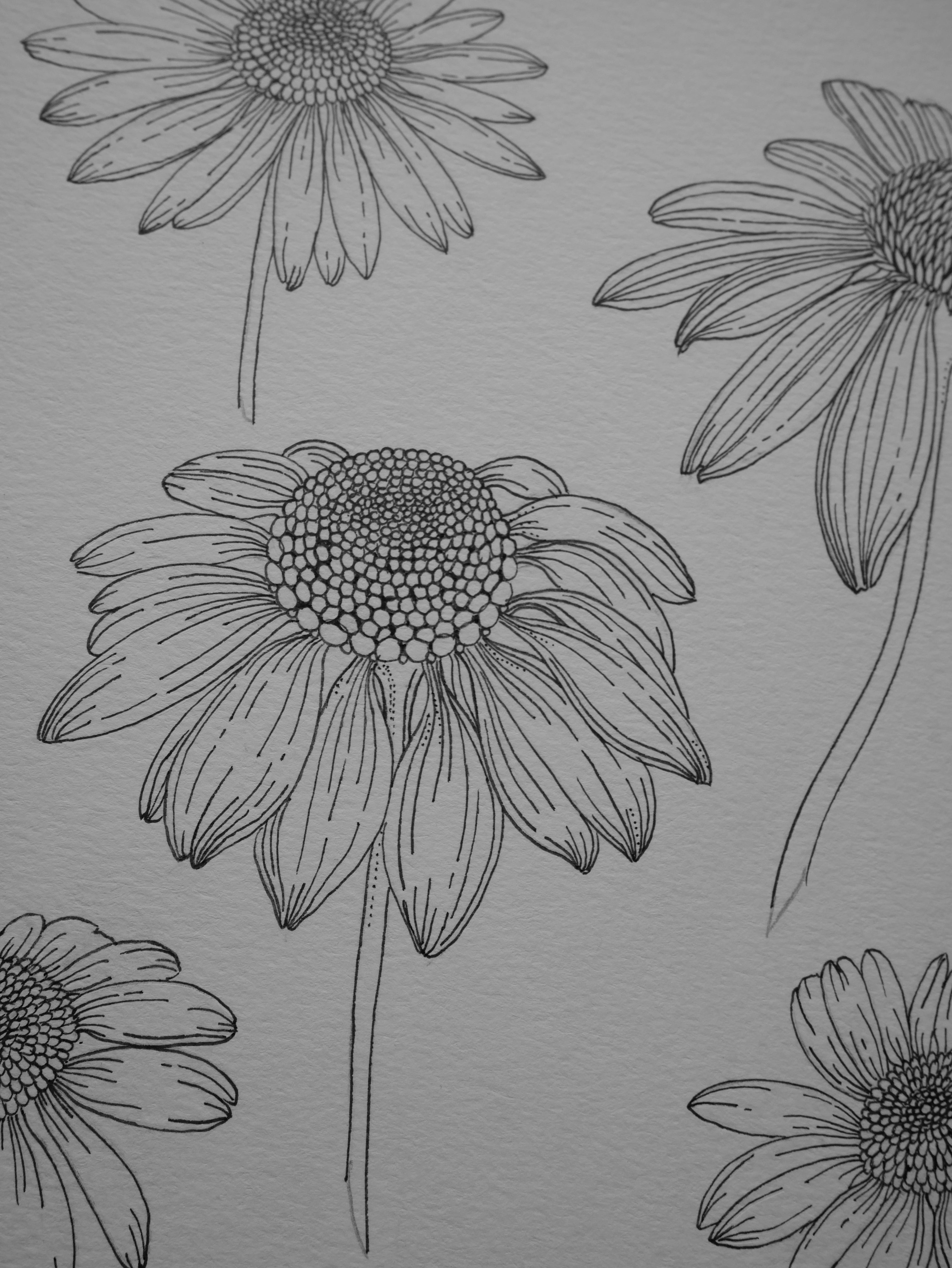 'Daisies, 2023' | Signed Original A4 Illustration