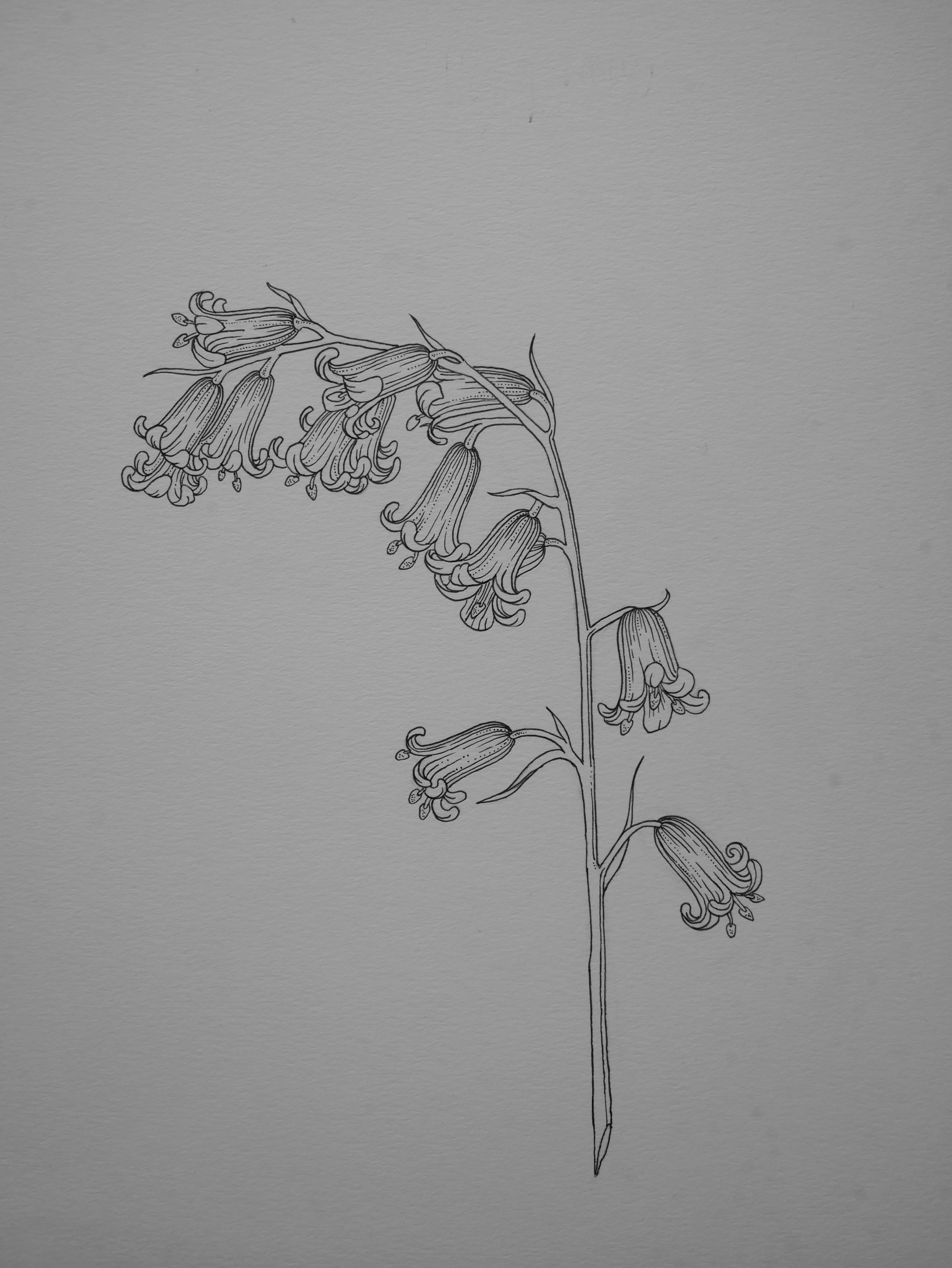 'Bluebells, 2023' | Signed Original A4 Illustration