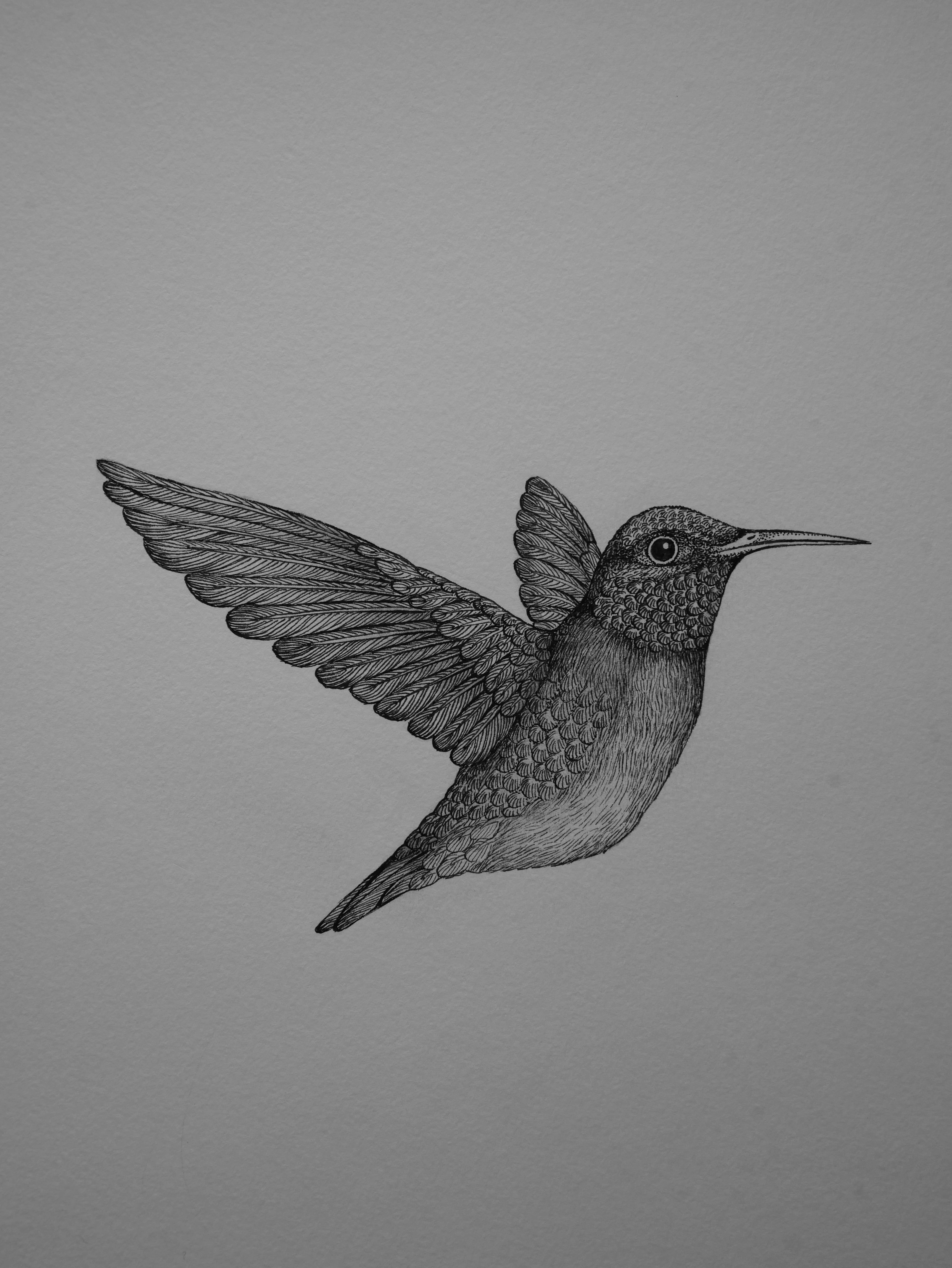 'Hummingbird II, 2024' | Signed Original A4 Illustration