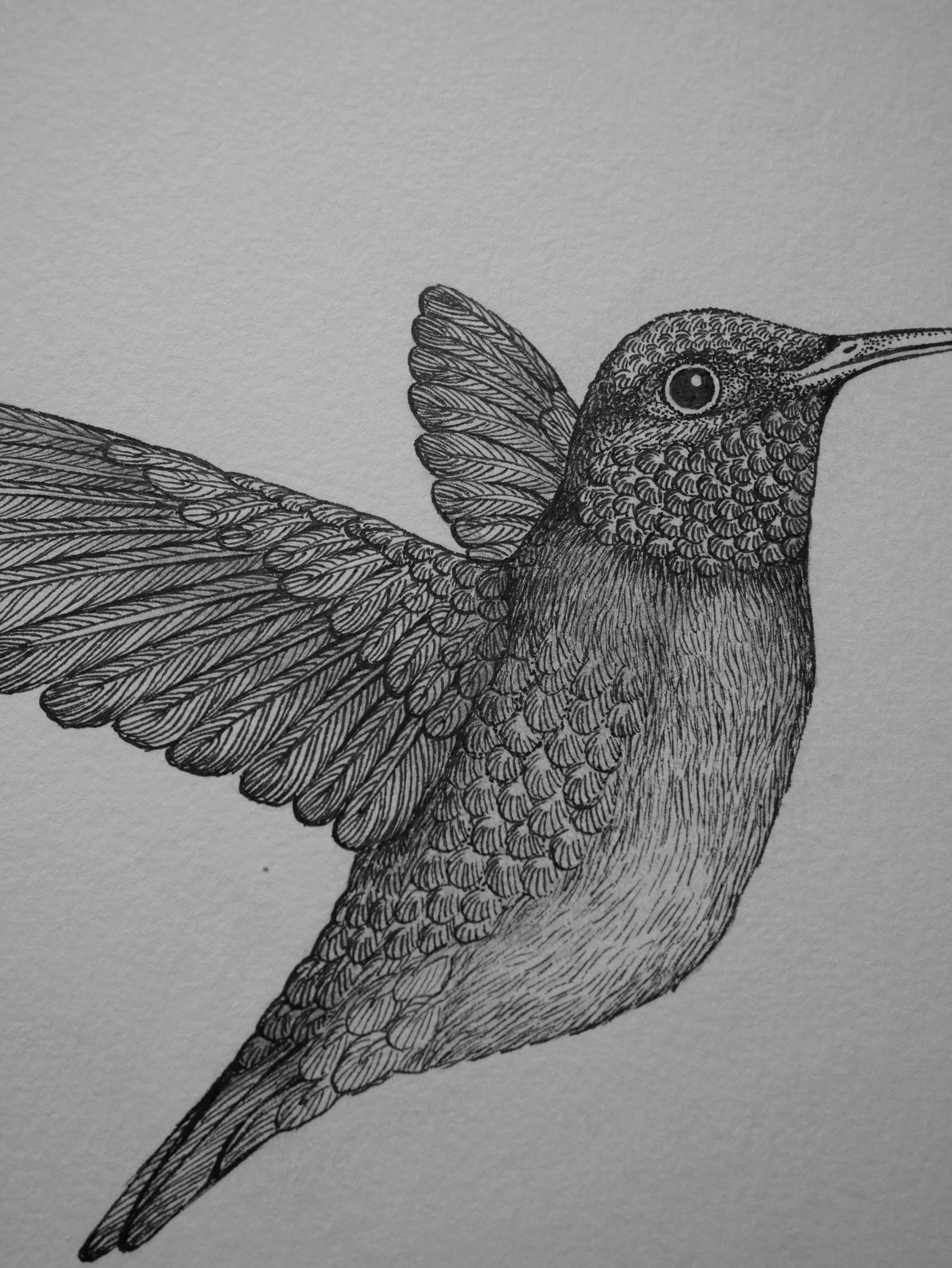 'Hummingbird II, 2024' | Signed Original A4 Illustration
