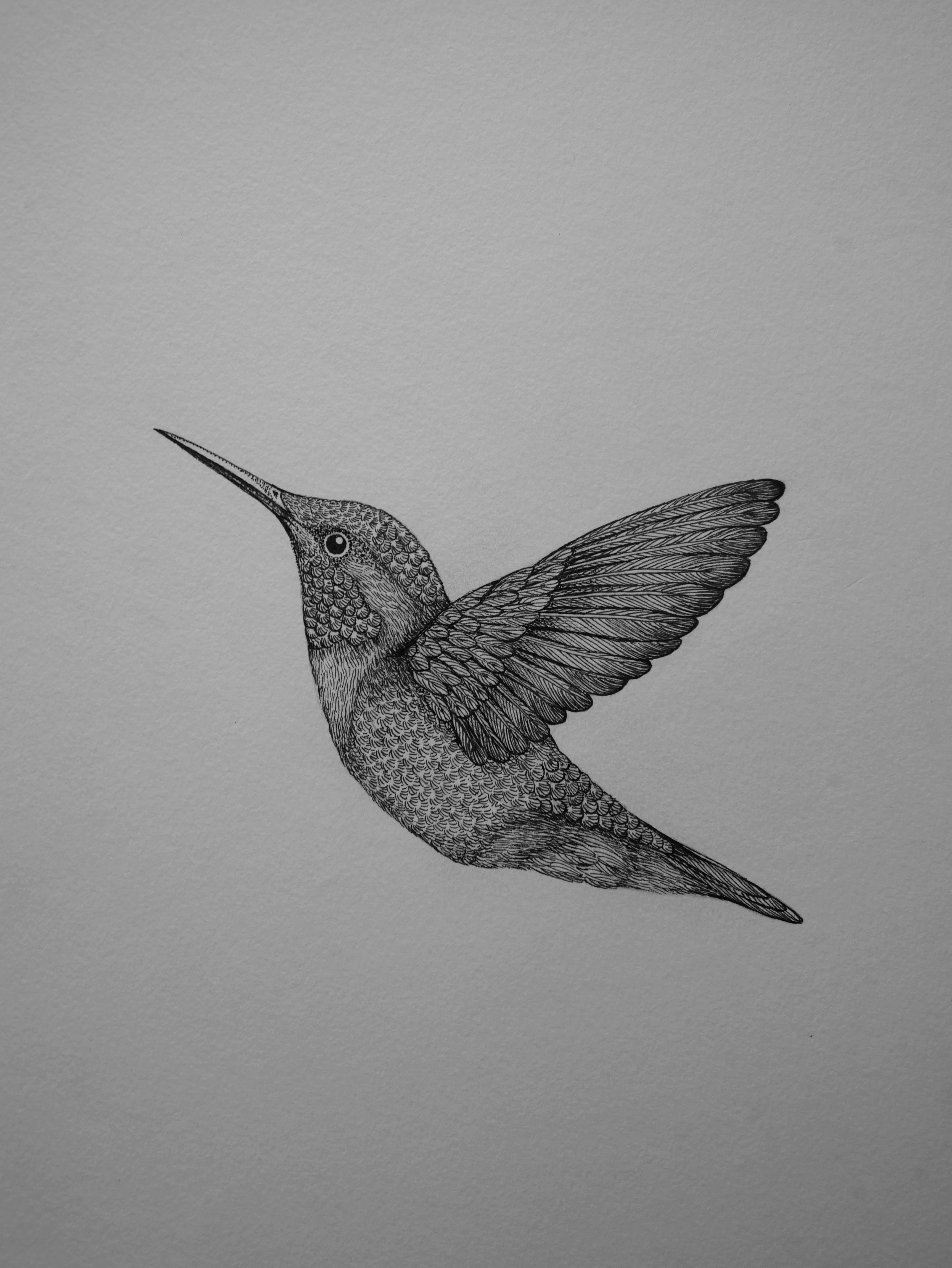 'Hummingbird, 2024' | Signed Original A4 Illustration