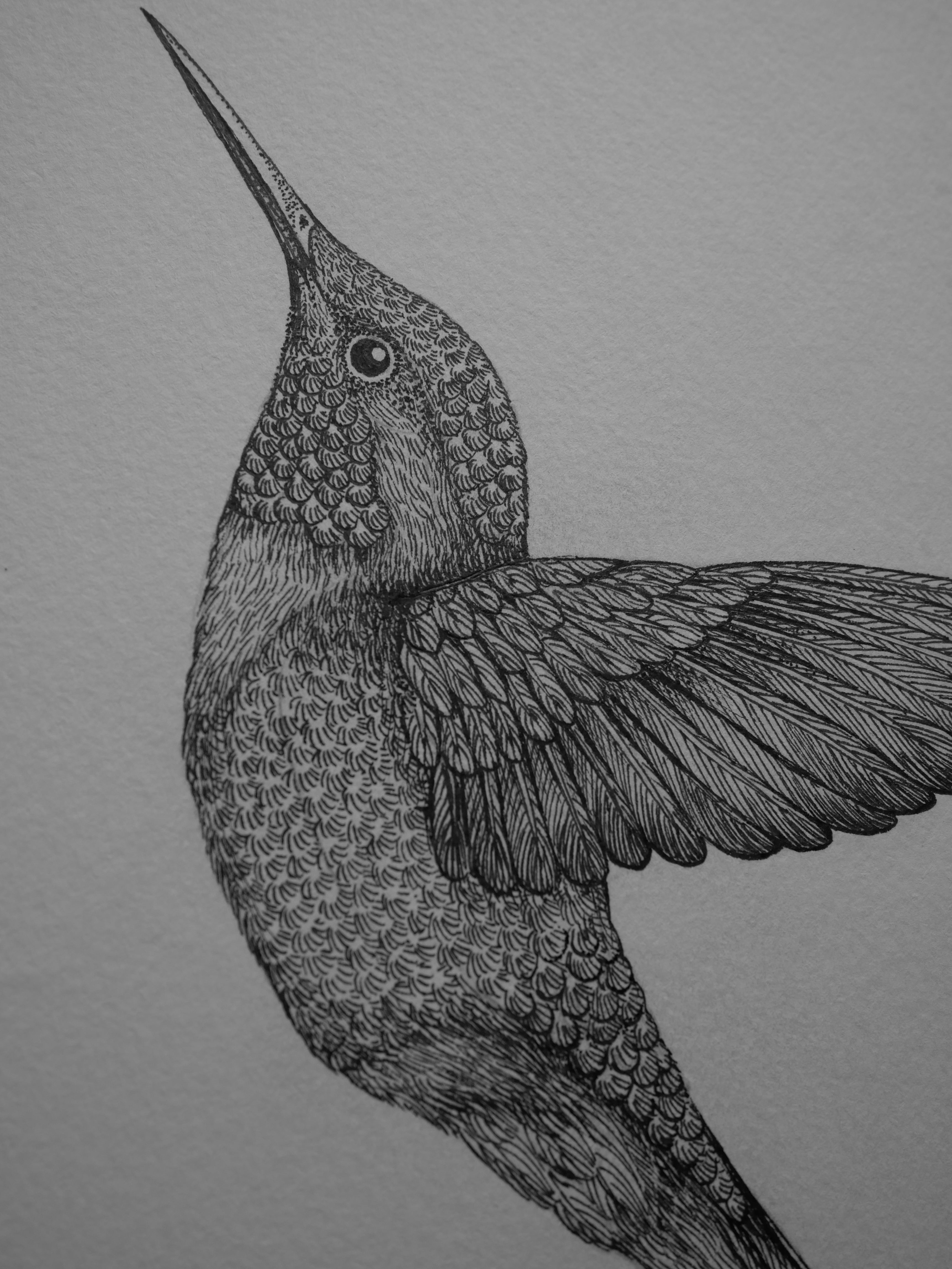 'Hummingbird, 2024' | Signed Original A4 Illustration