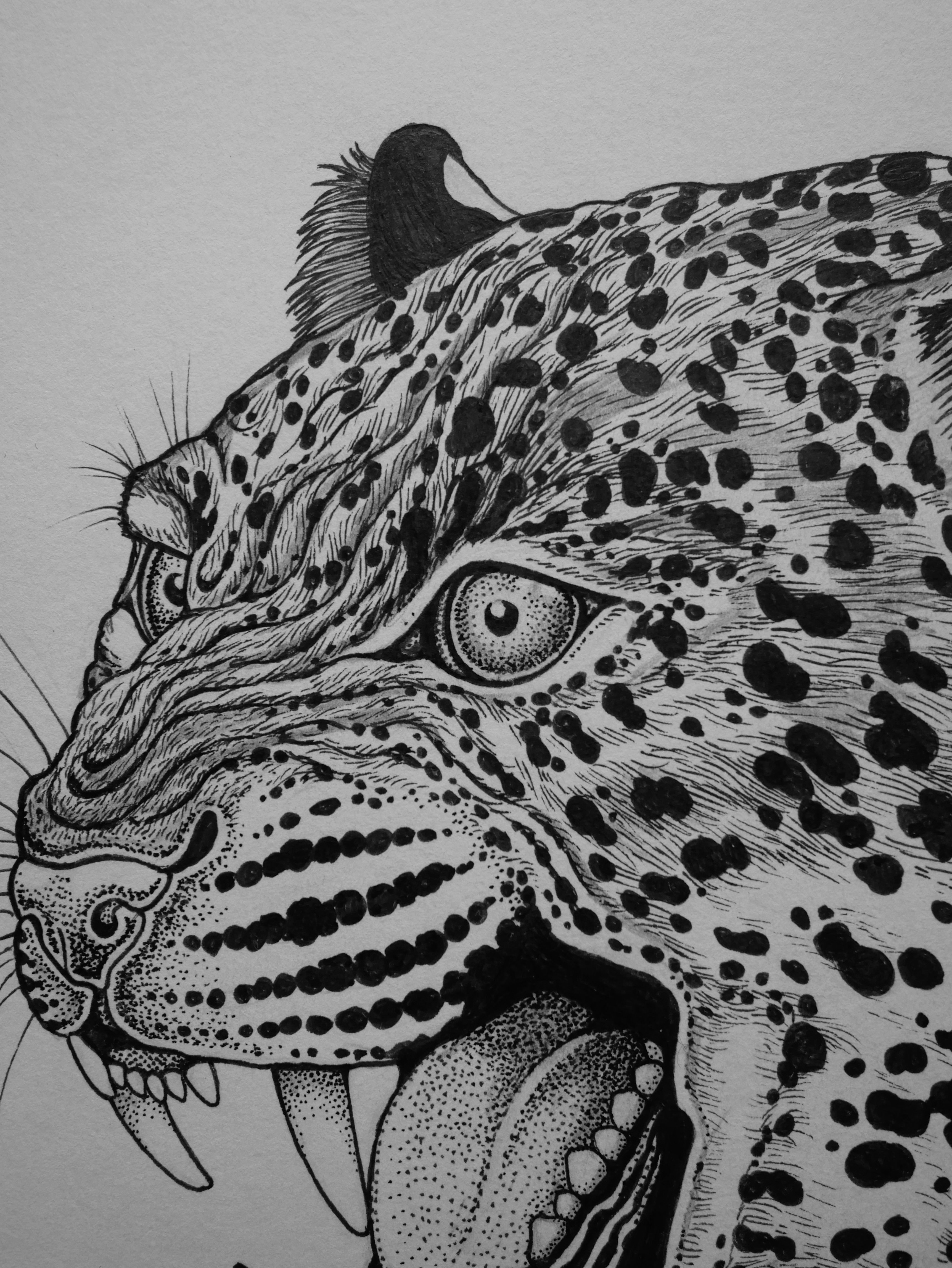 'Leopard, 2023' | Signed Original A4 Illustration