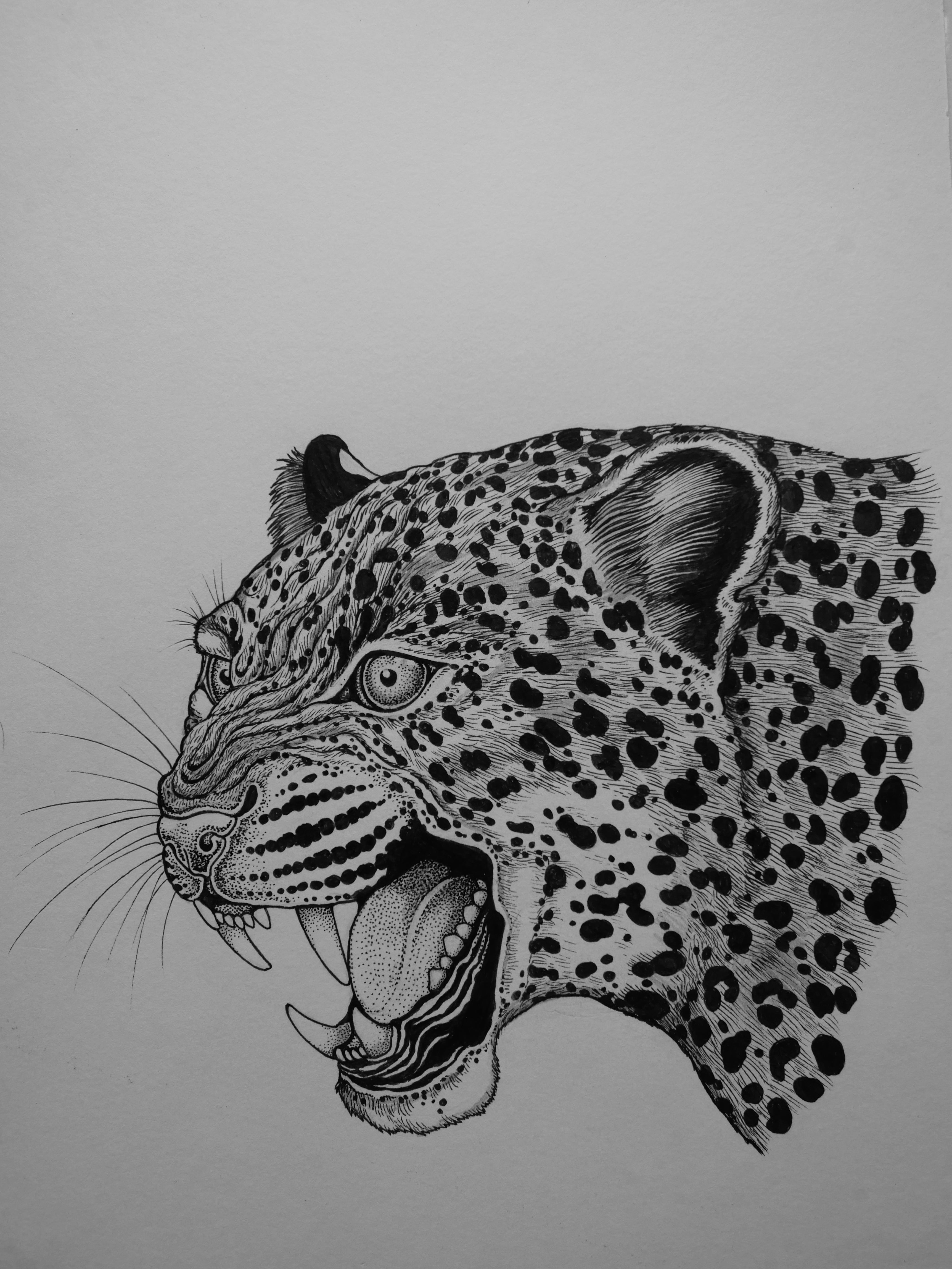 'Leopard, 2023' | Signed Original A4 Illustration