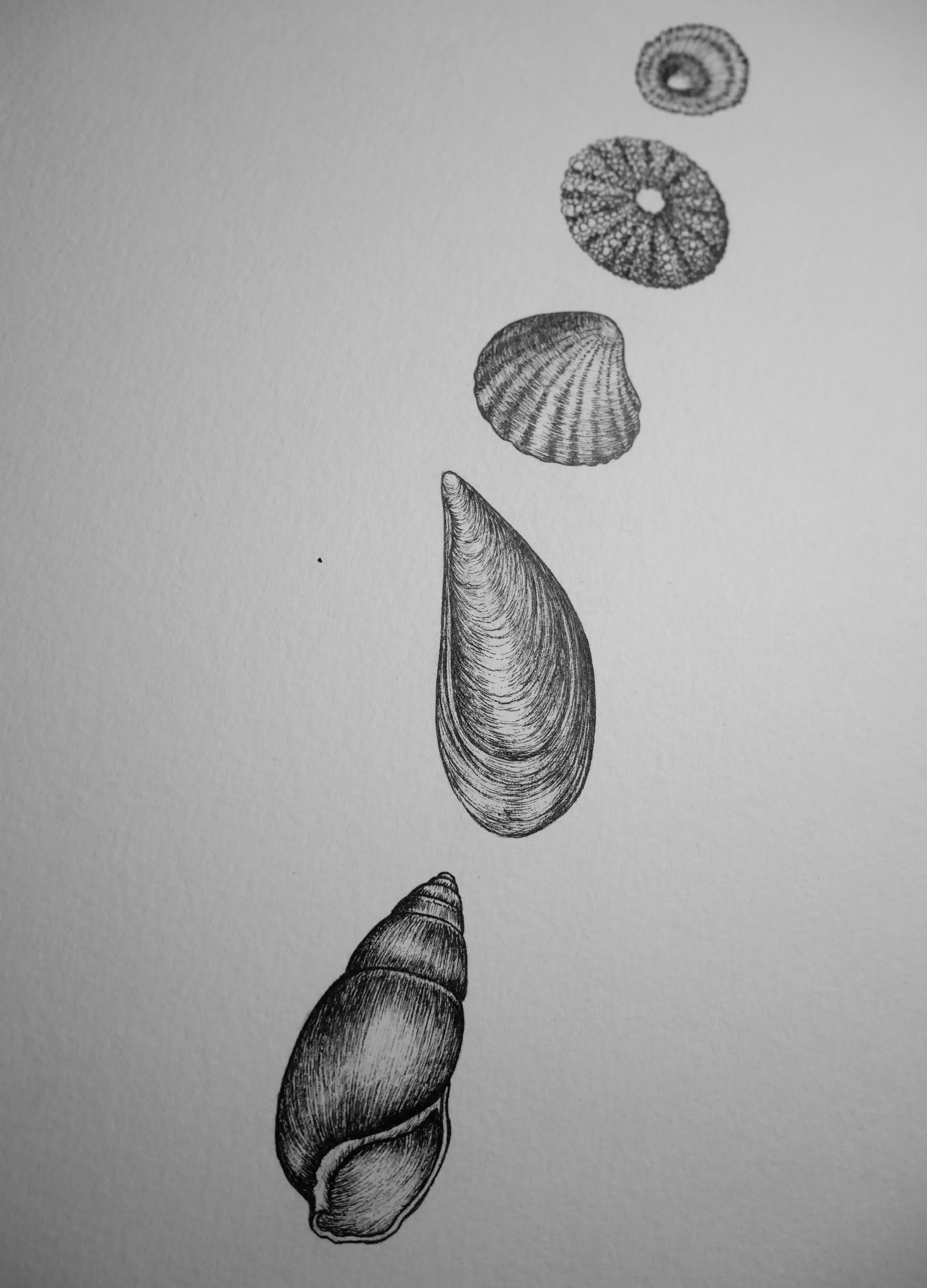 'Seashells II, 2026' | Signed Original A4 Illustration