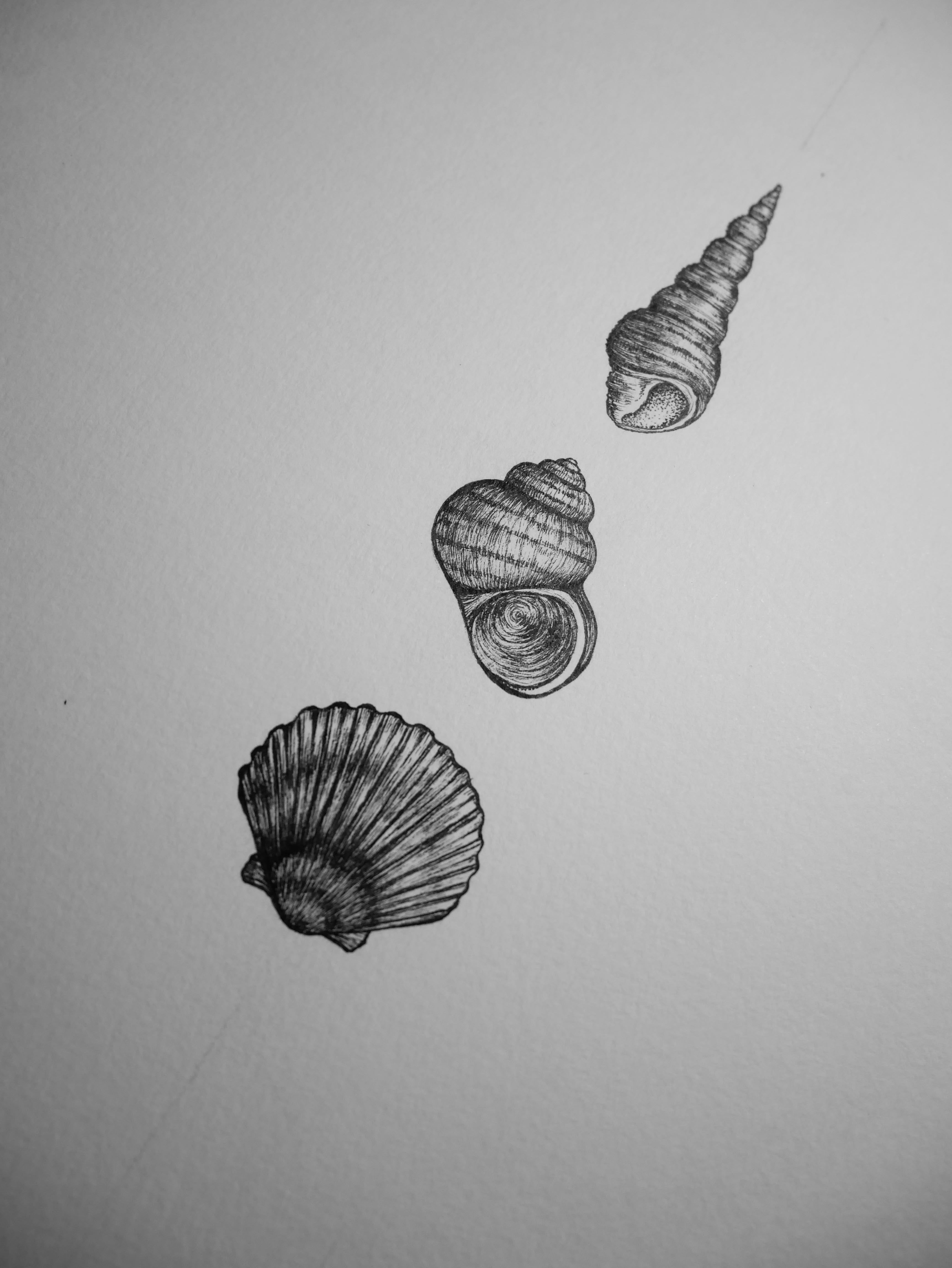 'Seashells, 2026' | Signed Original A4 Illustration