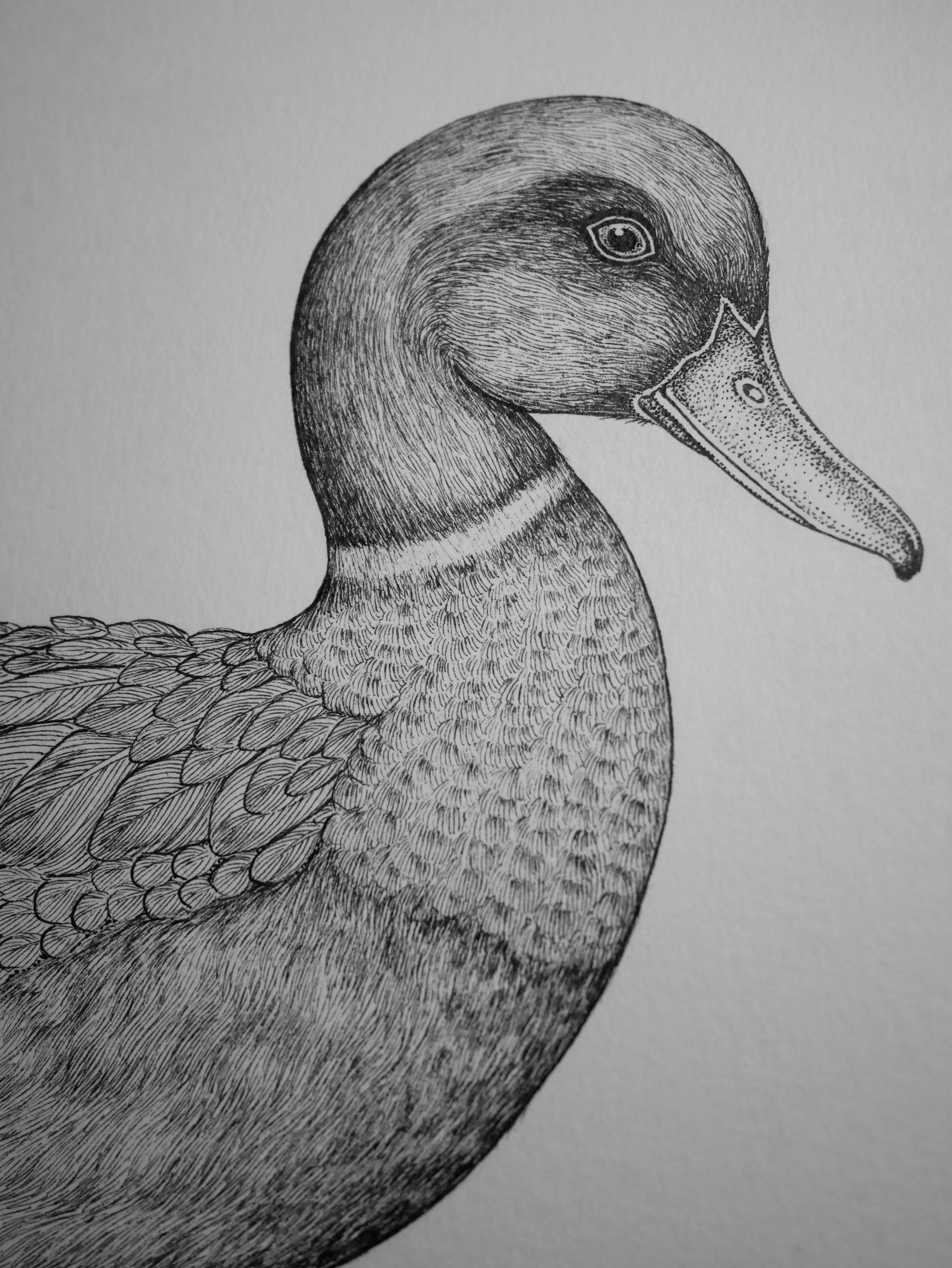 'Mallard, 2026' | Signed Original A4 Illustration