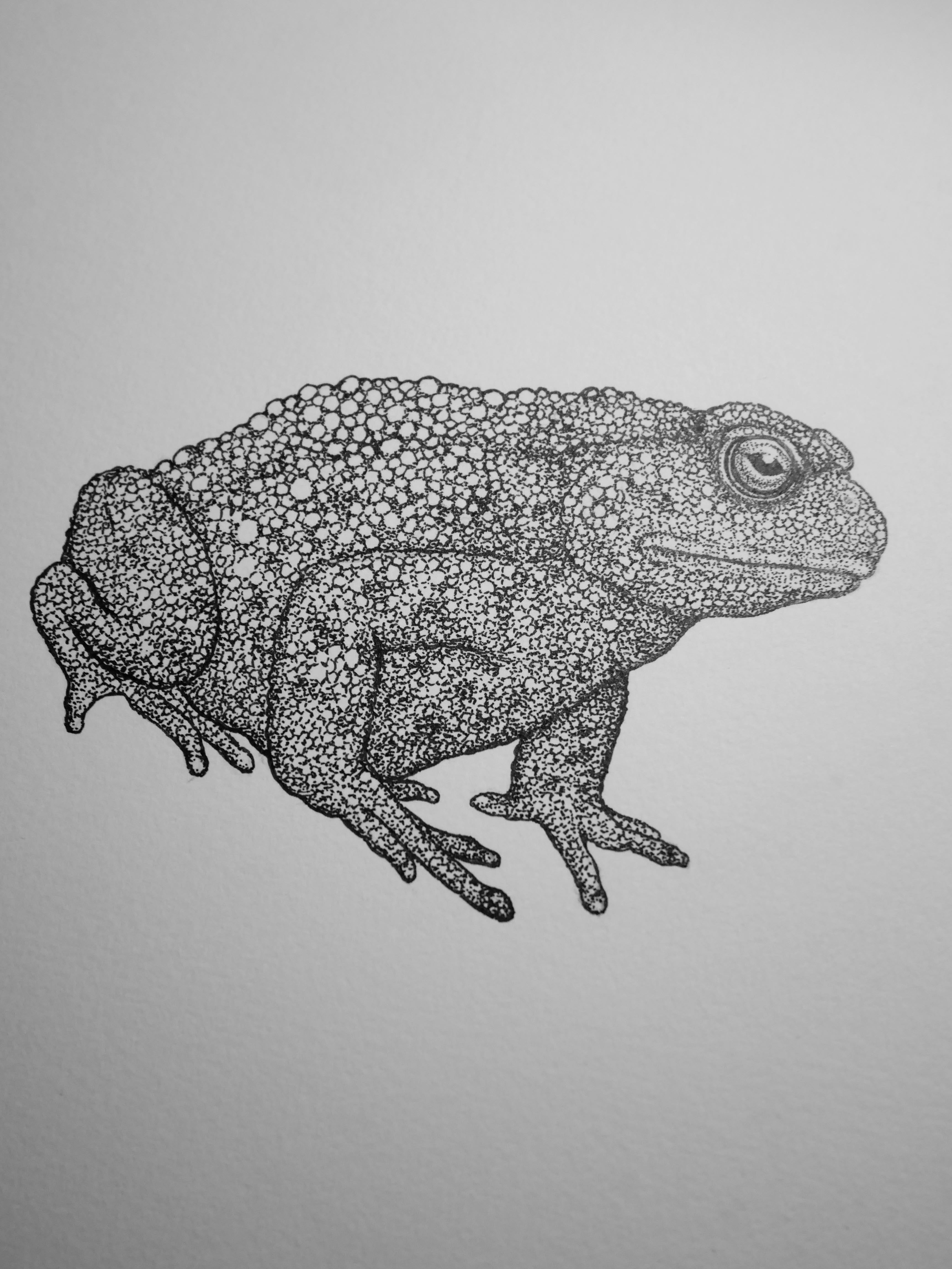 'Toad, 2026' | Signed Original A4 Illustration