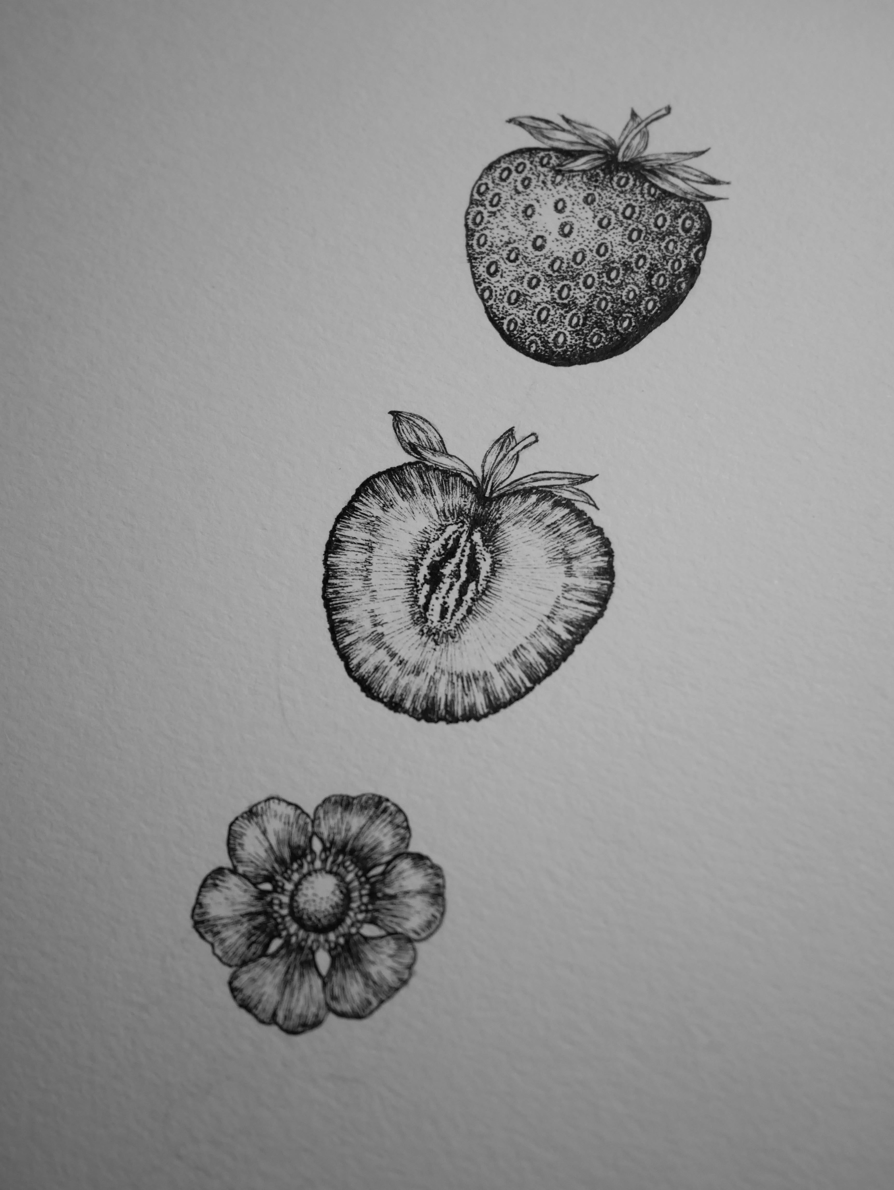 'Strawberries, 2026' | Signed Original A4 Illustration