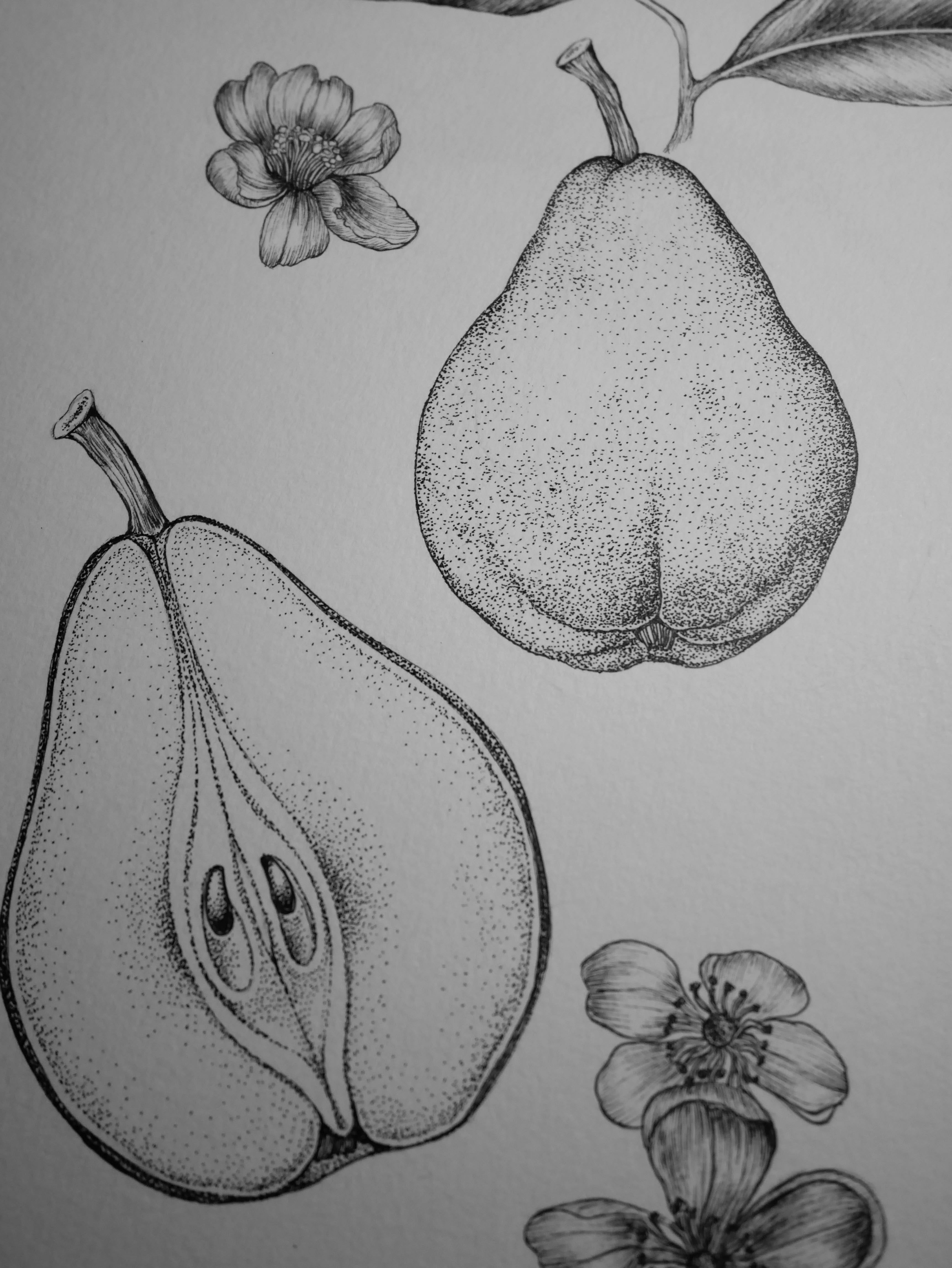 'Pear Tree, 2026' | Signed Original A4 Illustration