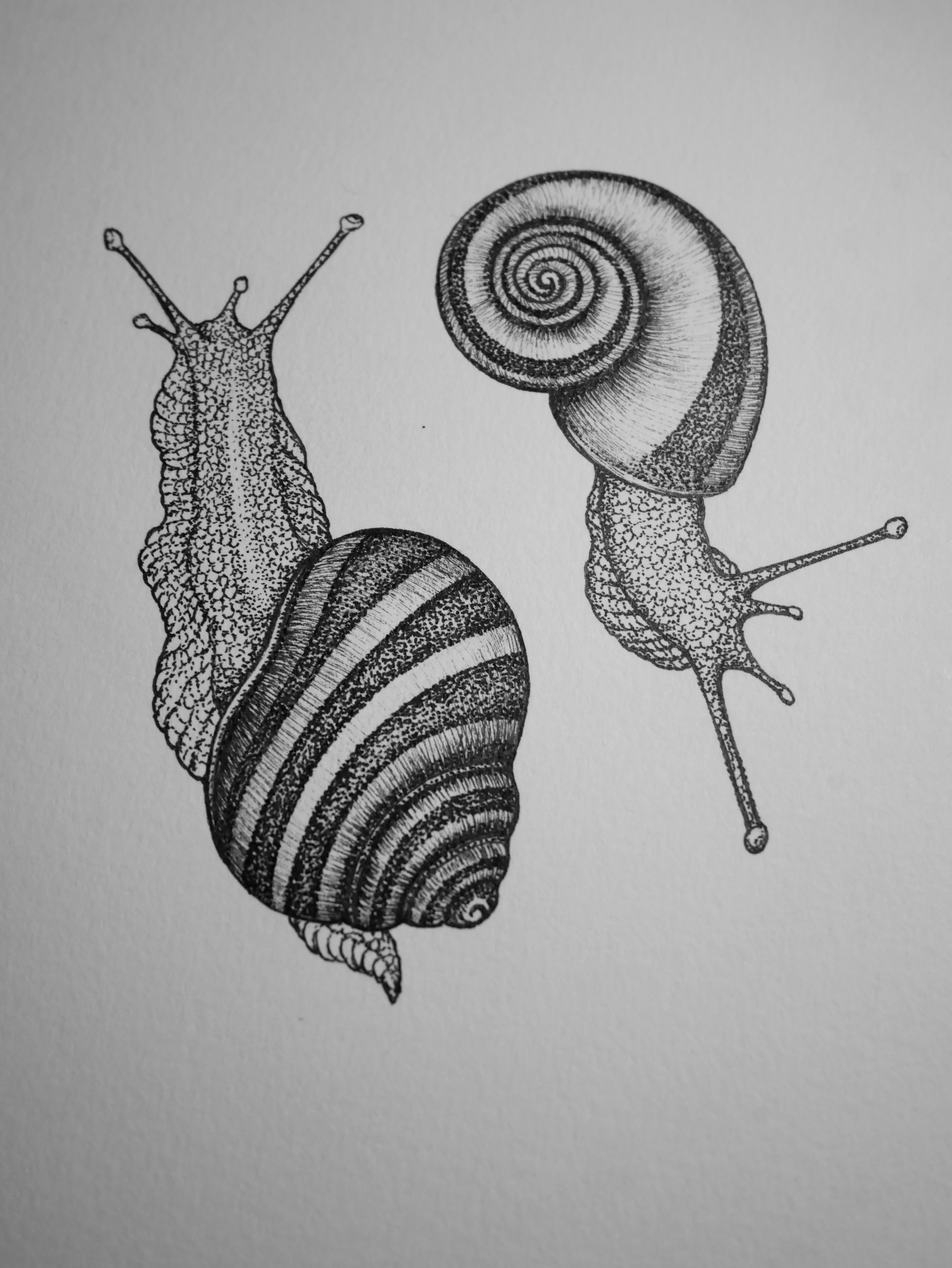 'Ramshorn Snails, 2026' | Signed Original A4 Illustration