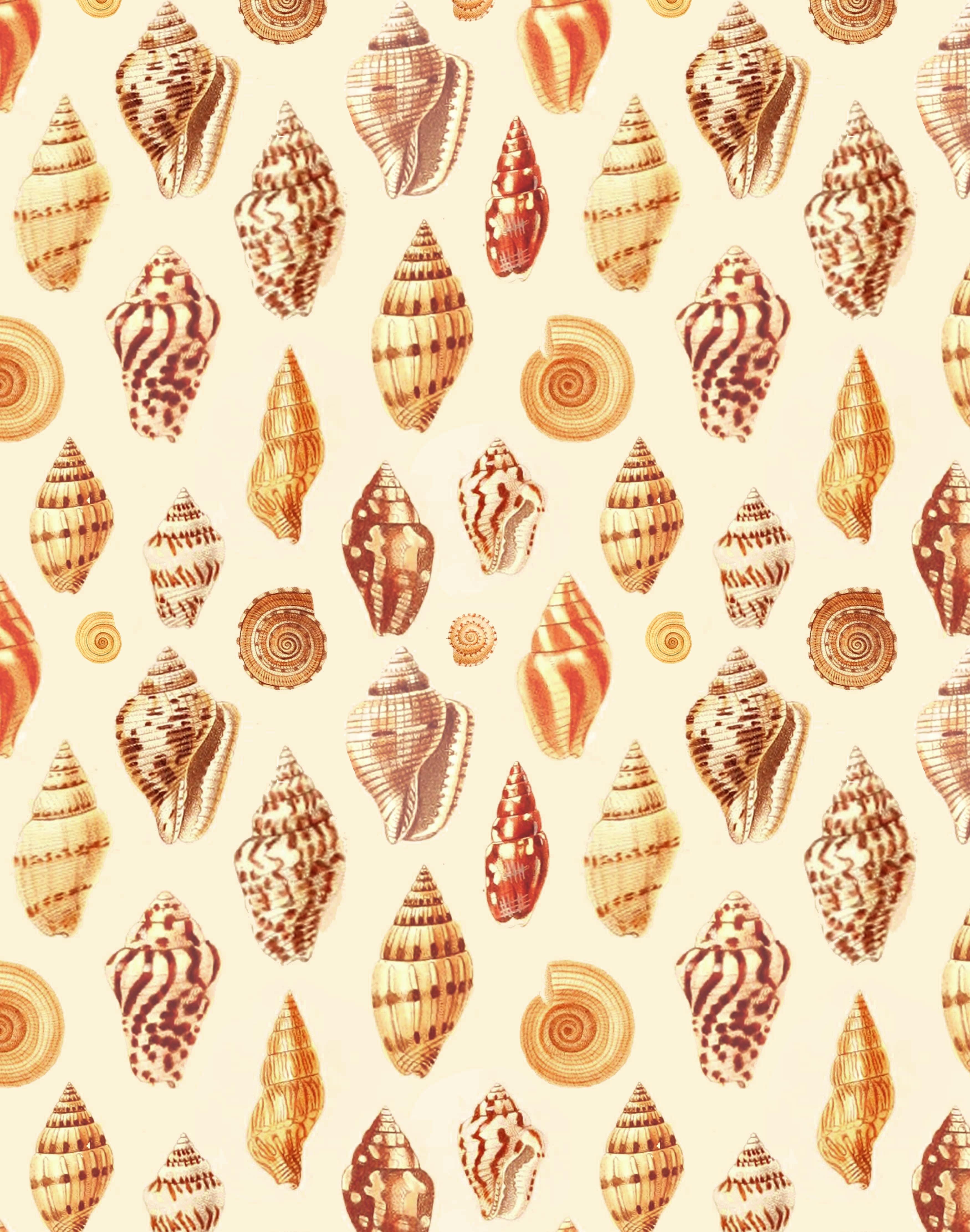 Sea Shell Print