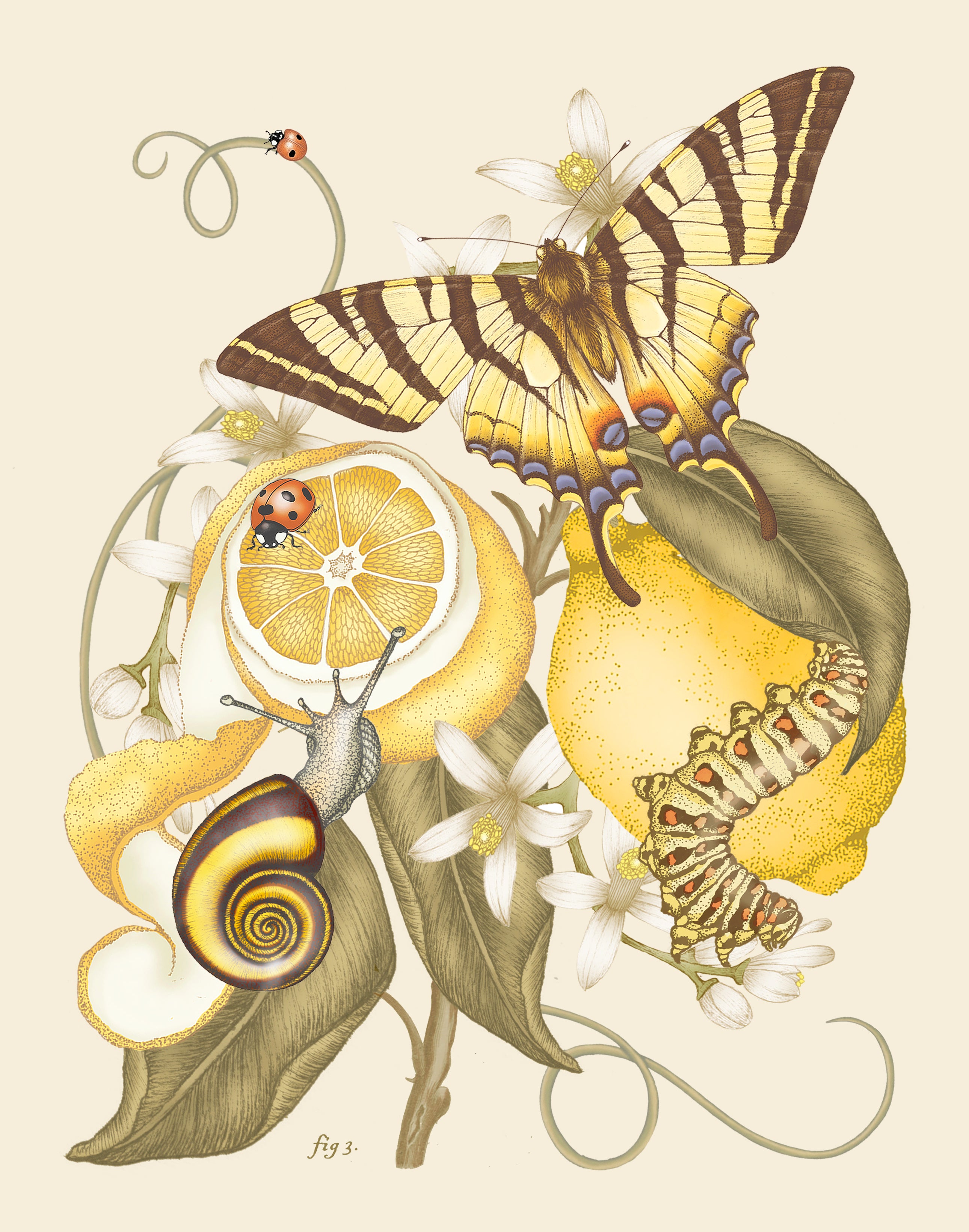 'Lemon & Swallowtail' Fine Art Print