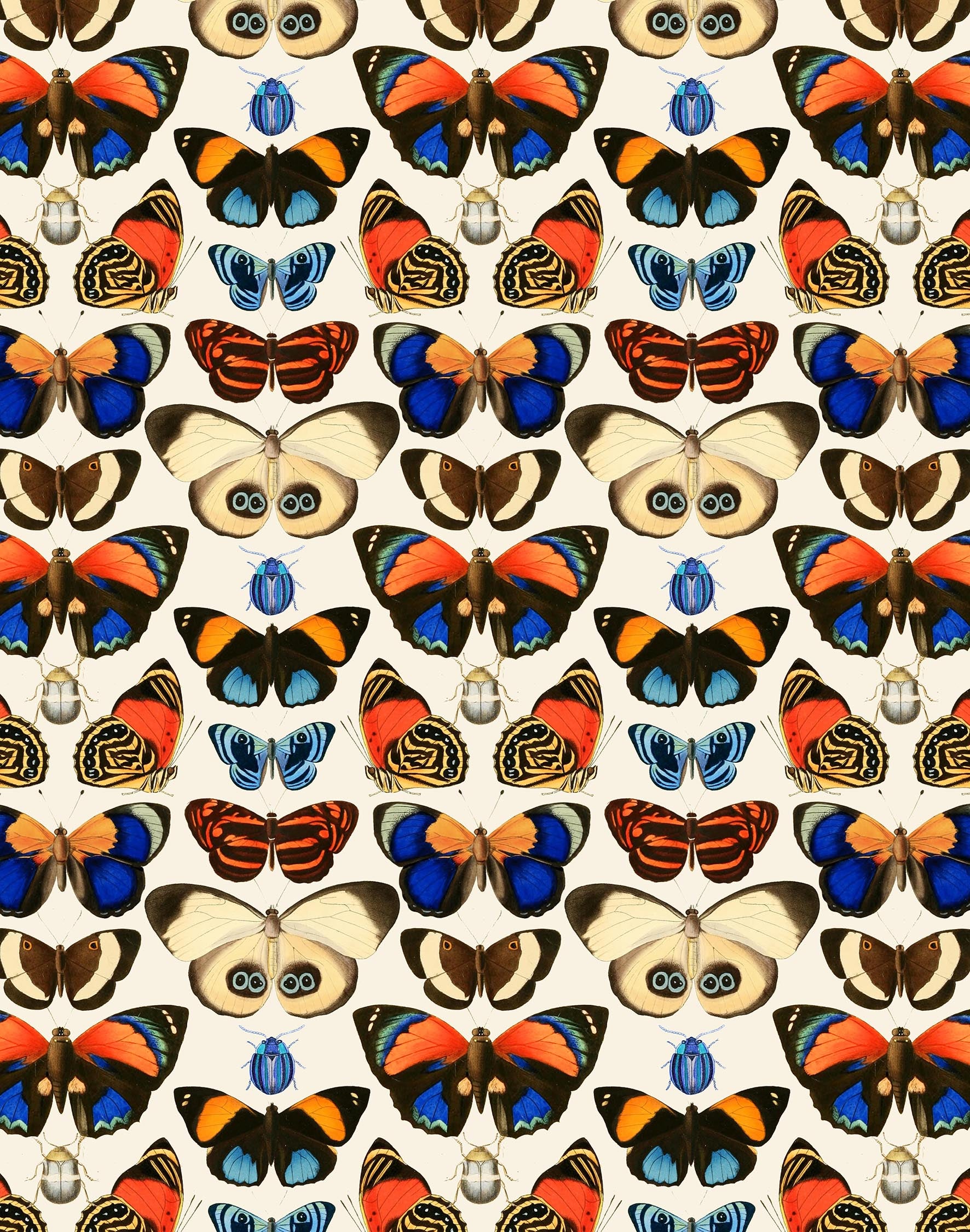Tropical Butterfly Print