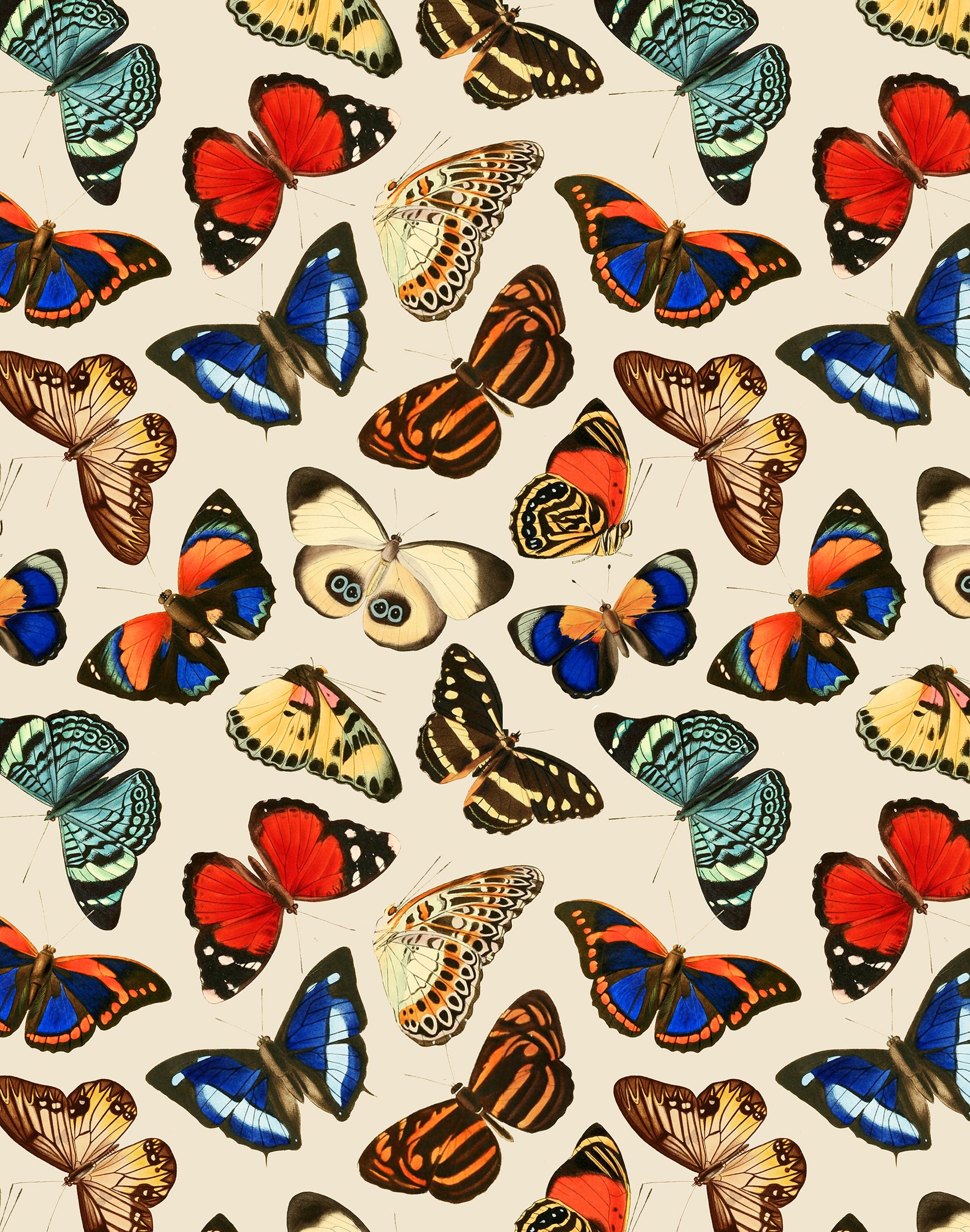 Flying Tropical Butterfly Print