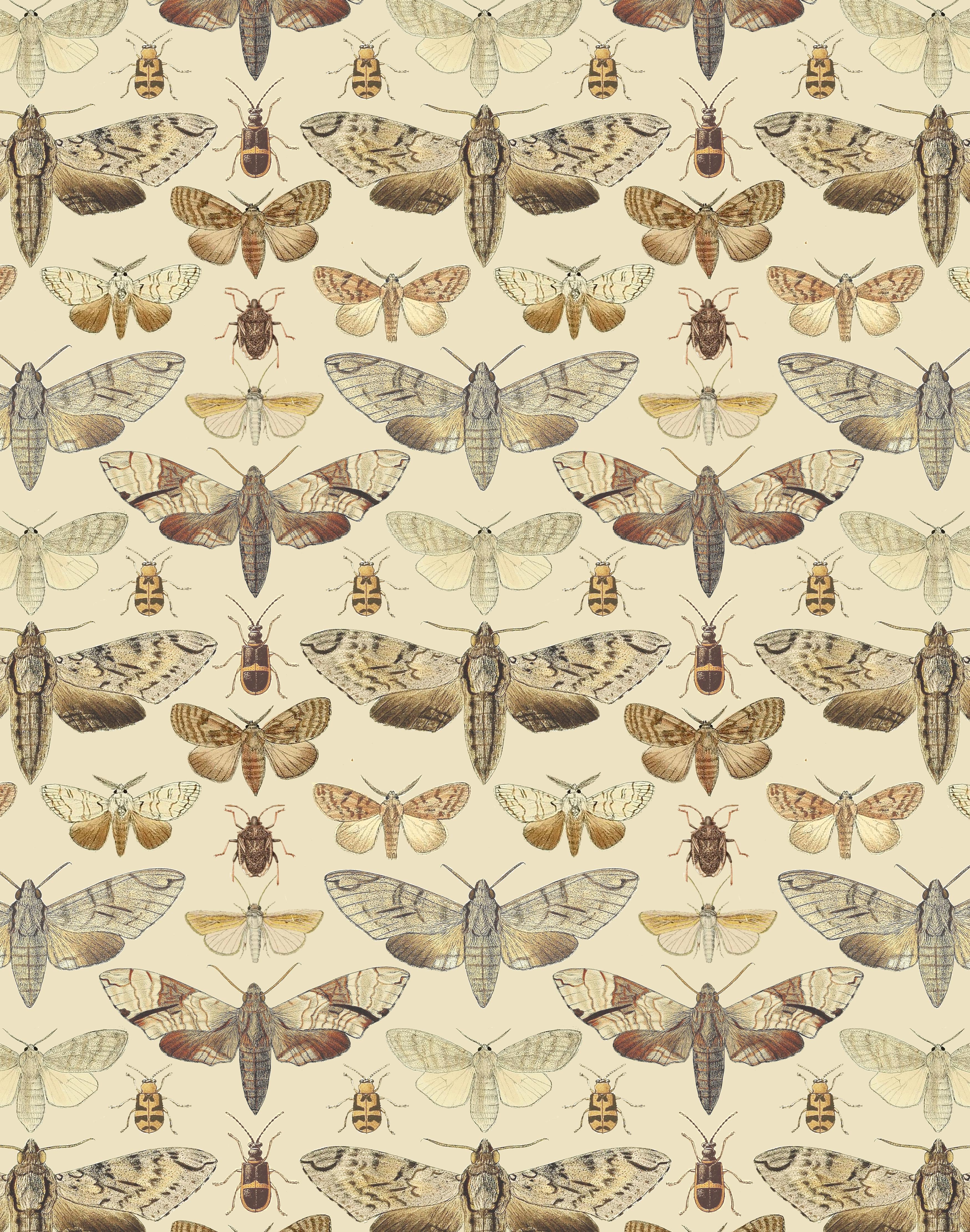 Grey Moth Print