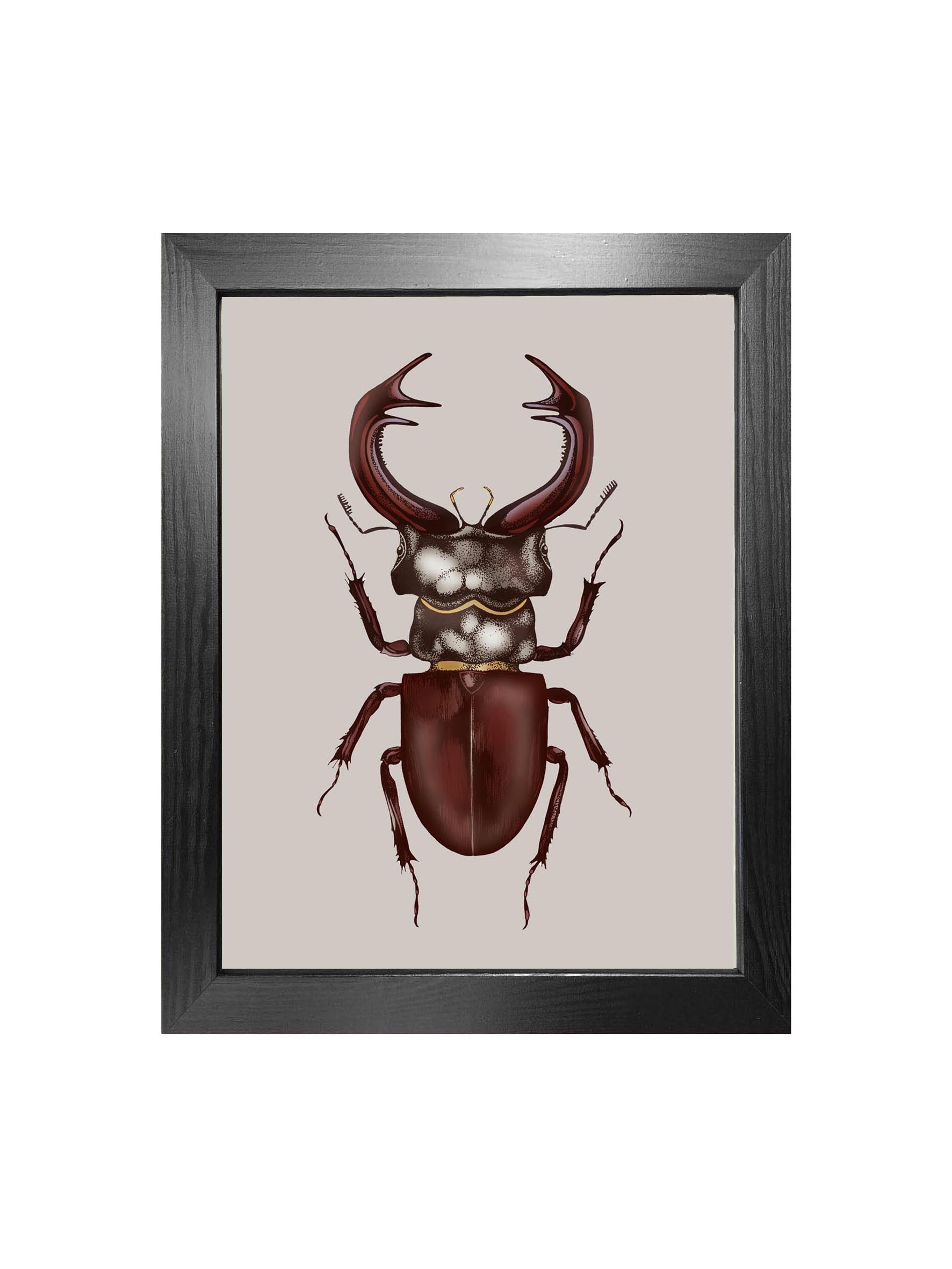 'Antique Stag Beetle' Fine Art Print