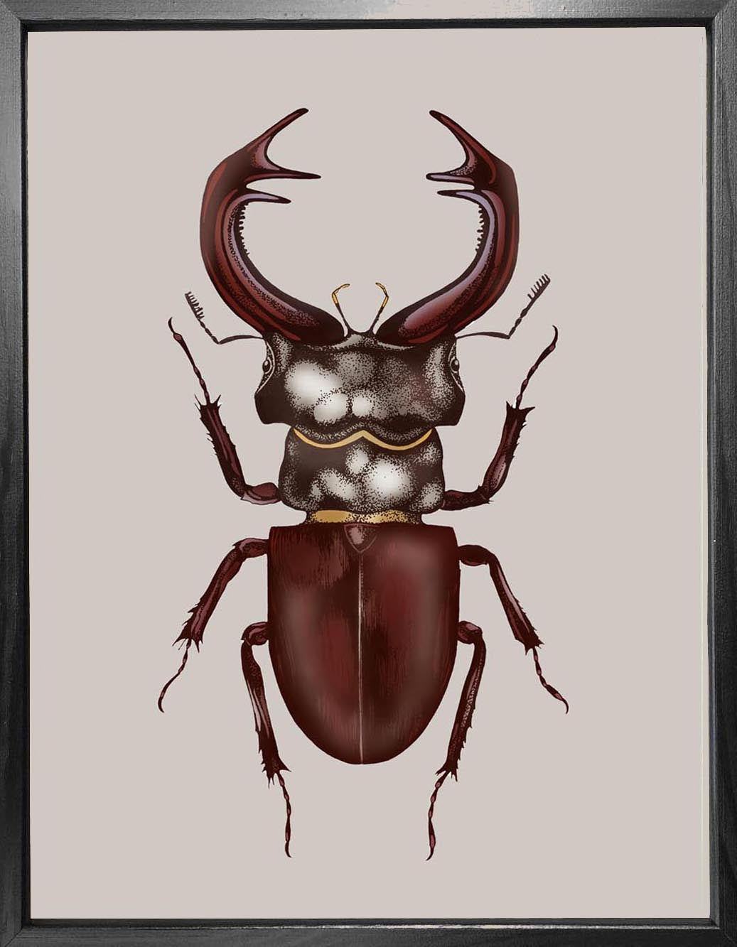 'Antique Stag Beetle' Fine Art Print
